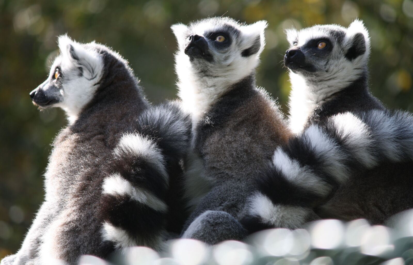 Canon EOS 1000D (EOS Digital Rebel XS / EOS Kiss F) sample photo. Lemurs, monkey, world photography