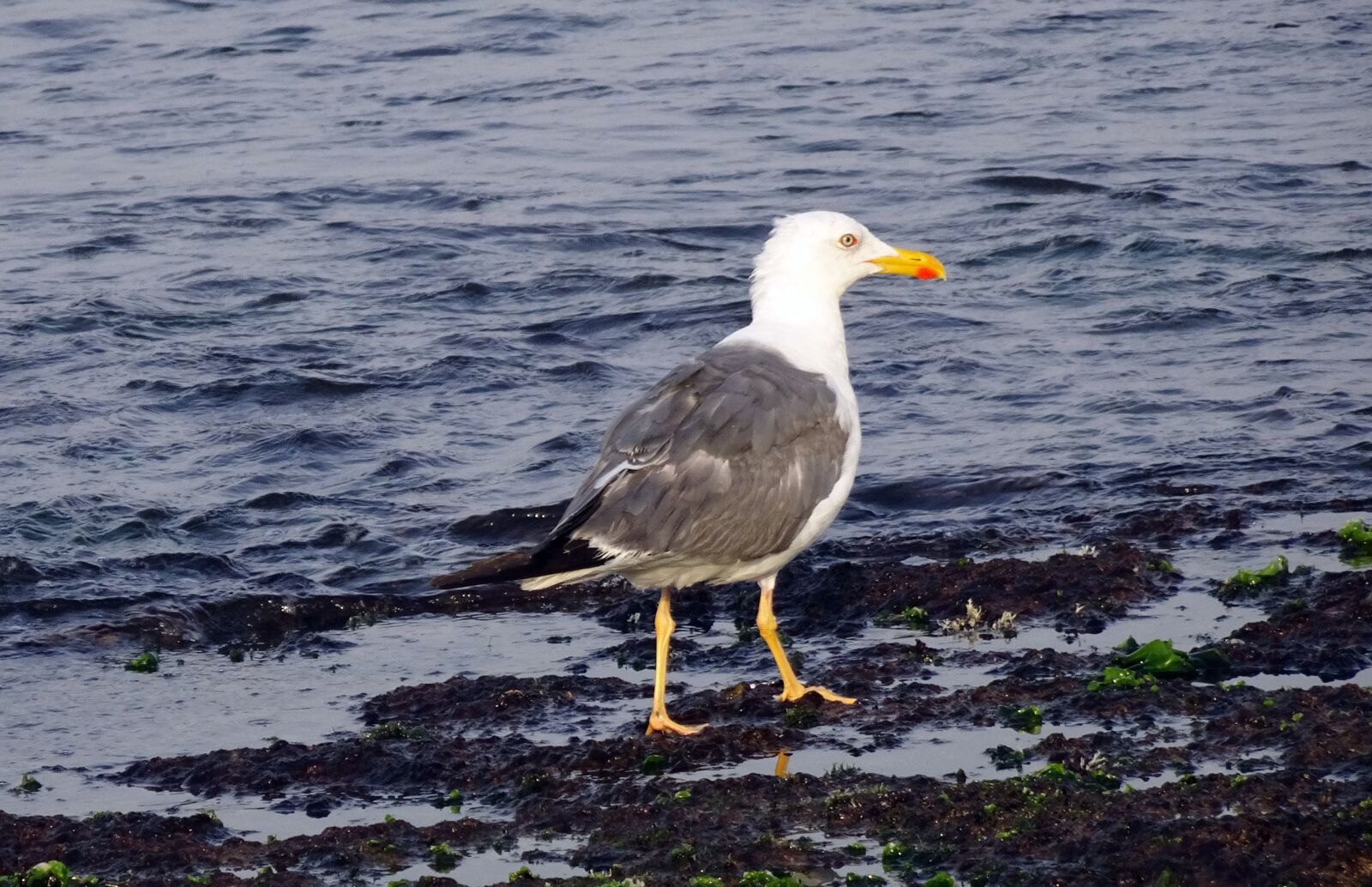 Sony Cyber-shot DSC-HX90V sample photo. Gull, bird, seagull photography