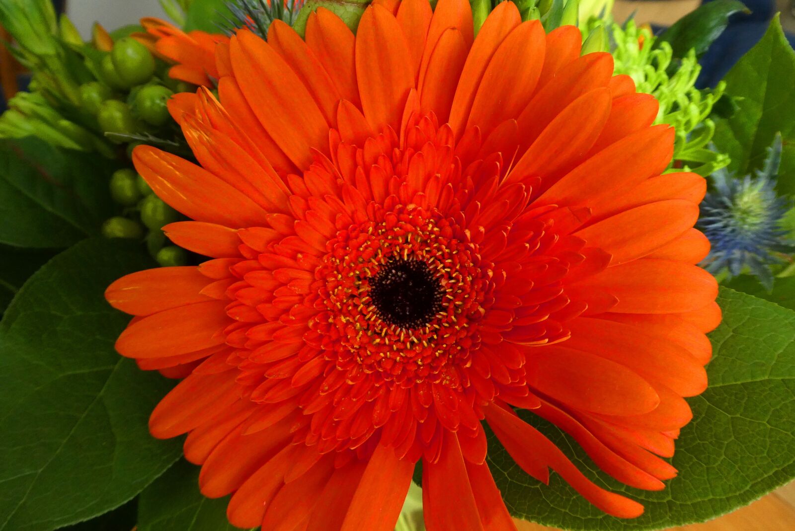 Panasonic Lumix DC-ZS70 (Lumix DC-TZ90) sample photo. Gerbera, cut flower, petals photography