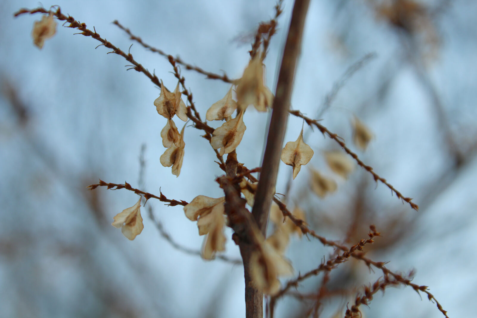Canon EOS 1200D (EOS Rebel T5 / EOS Kiss X70 / EOS Hi) sample photo. Happy, heart, like, love photography