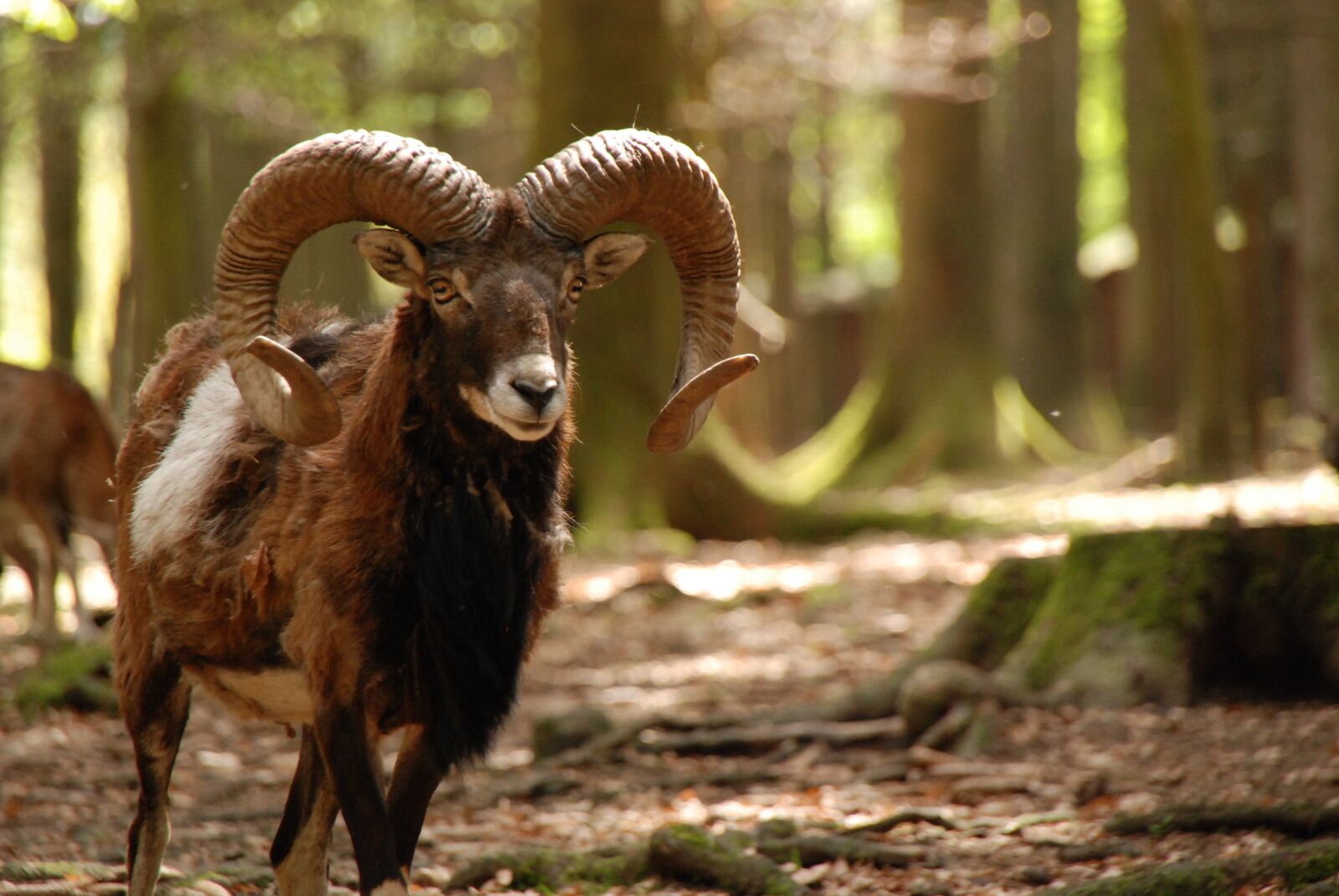 Nikon D80 sample photo. Wild, animal, capricorn photography