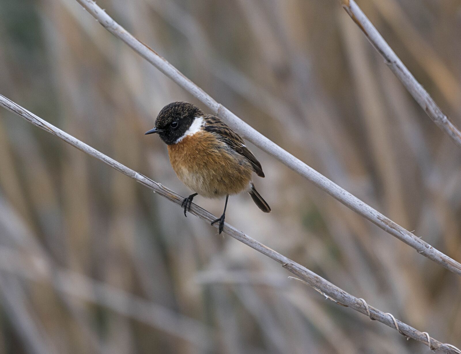 Nikon D7100 sample photo. Birds, bird, animals photography