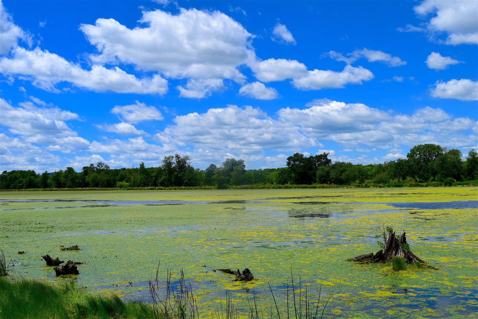 Nikon D3300 sample photo. Swamp, clouds, sky photography