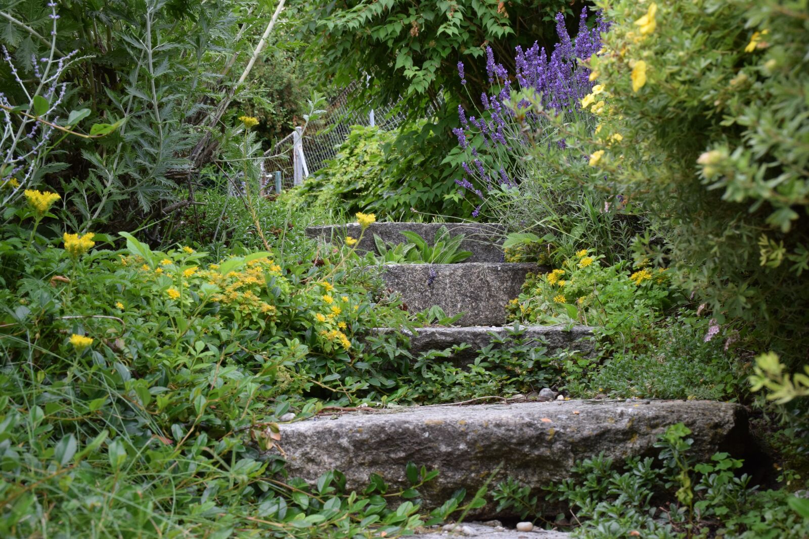 Nikon D5300 sample photo. Stairs, haunting, wild photography