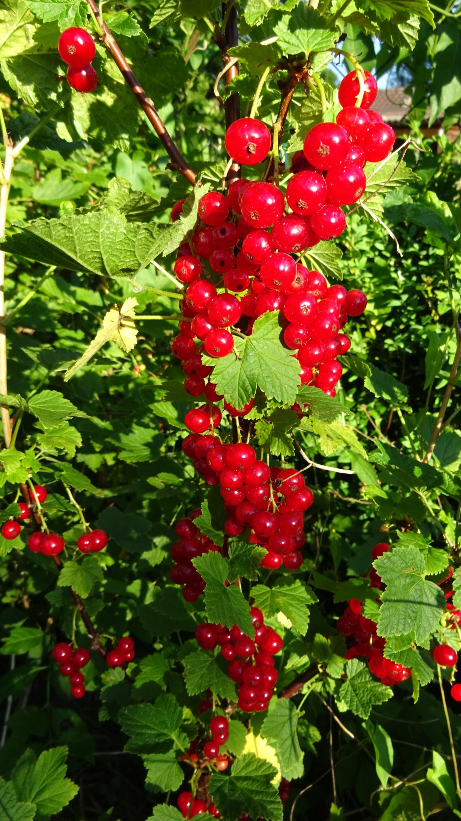 Sony Cyber-shot DSC-WX350 sample photo. Currants, red currant, red photography