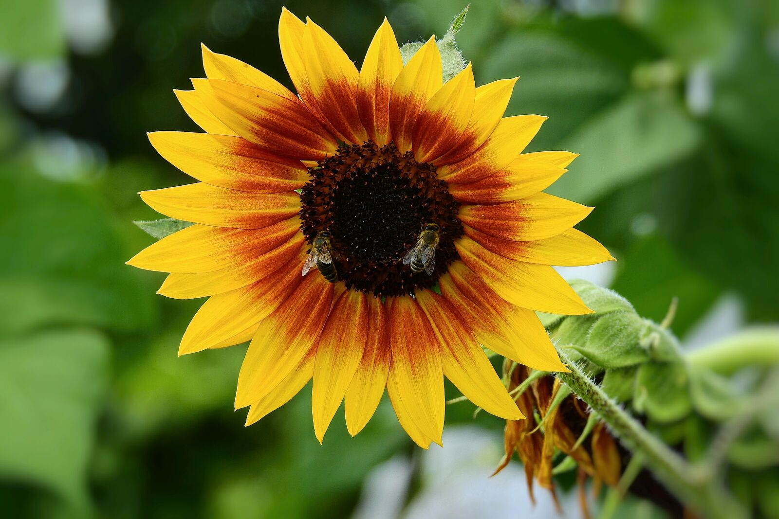 Nikon Coolpix P900 sample photo. Sunflower, bees, nature photography