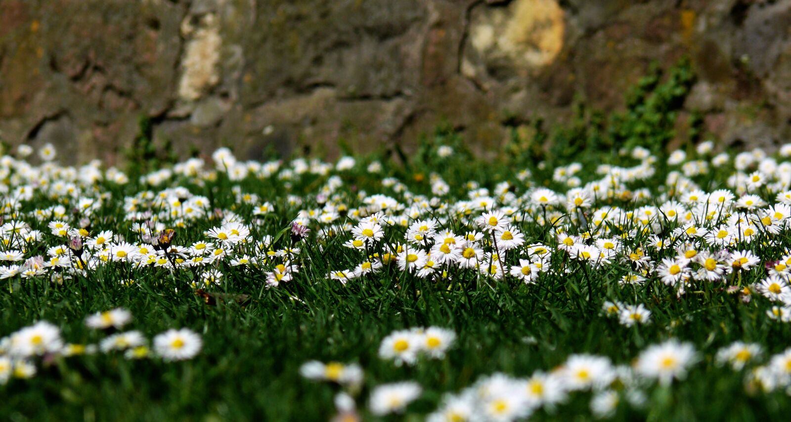 Leica V-LUX 1 sample photo. Daisy, meadow, spring photography