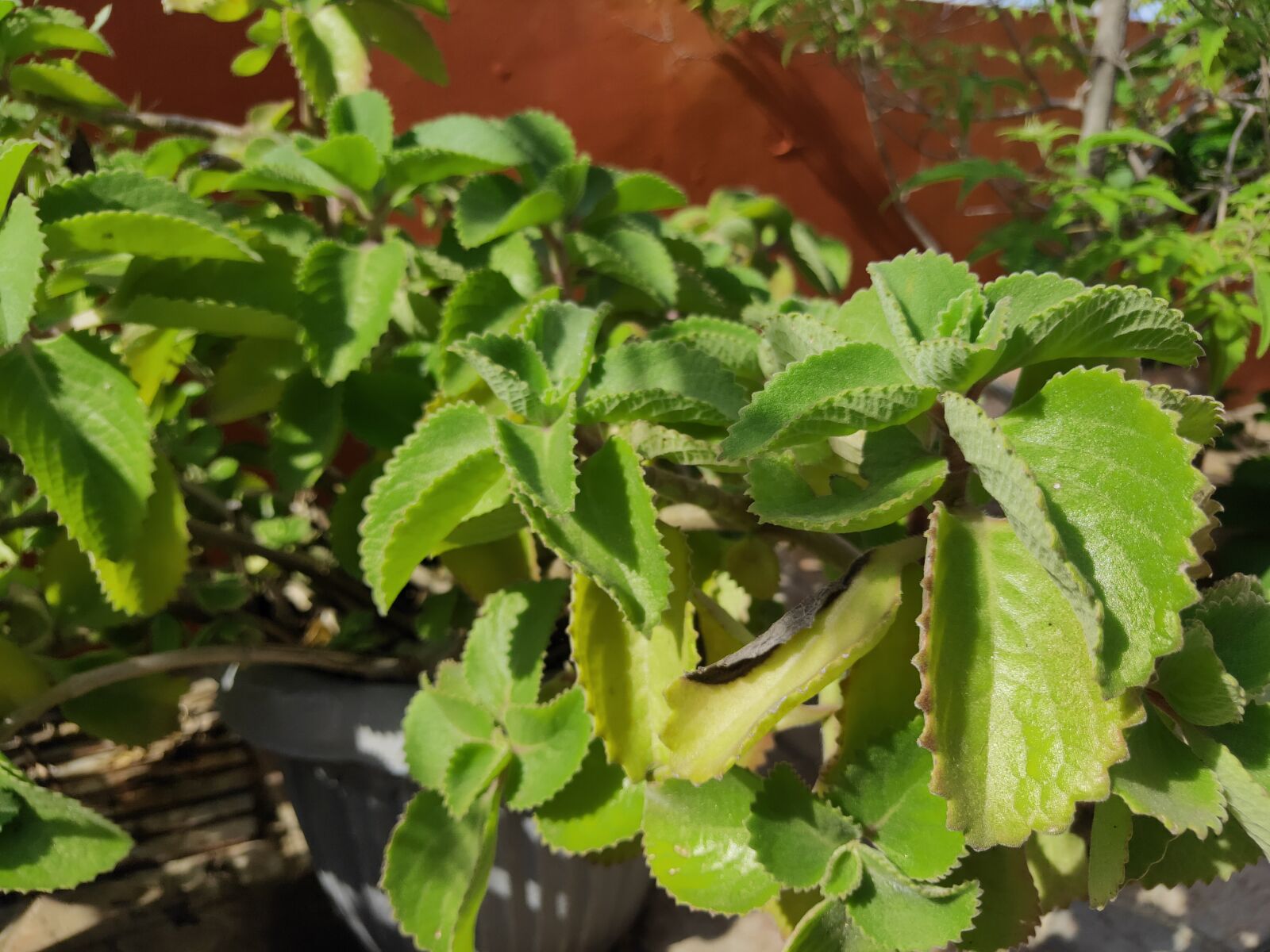 Realme 3 PRO sample photo. Green, leaves, nature photography