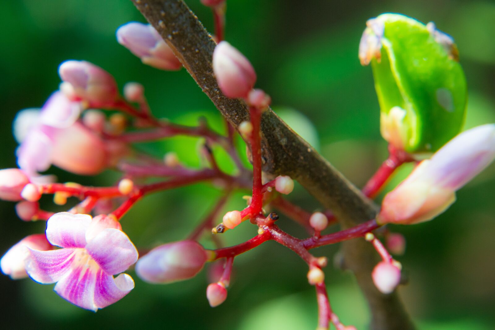 Nikon D3100 sample photo. Macro, sunlight, flower garden photography