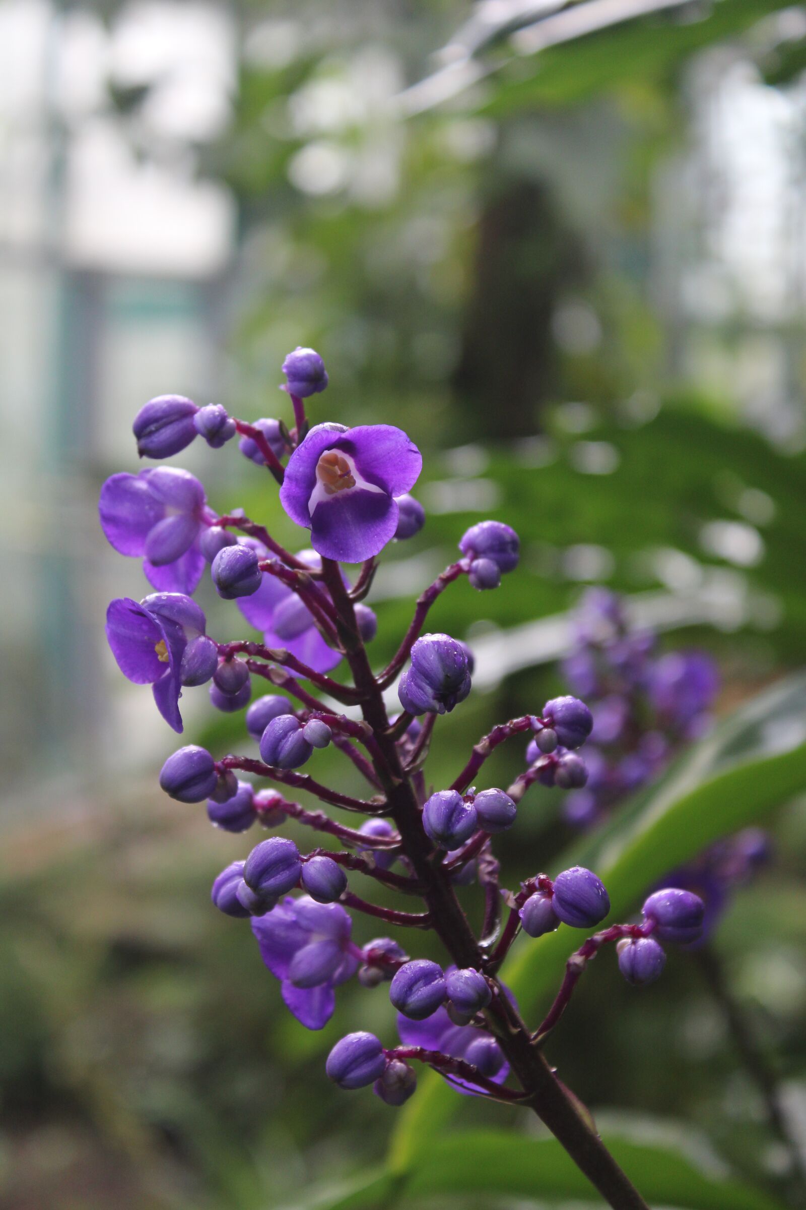 Canon EOS 2000D (EOS Rebel T7 / EOS Kiss X90 / EOS 1500D) sample photo. Violet, blossom, bloom photography