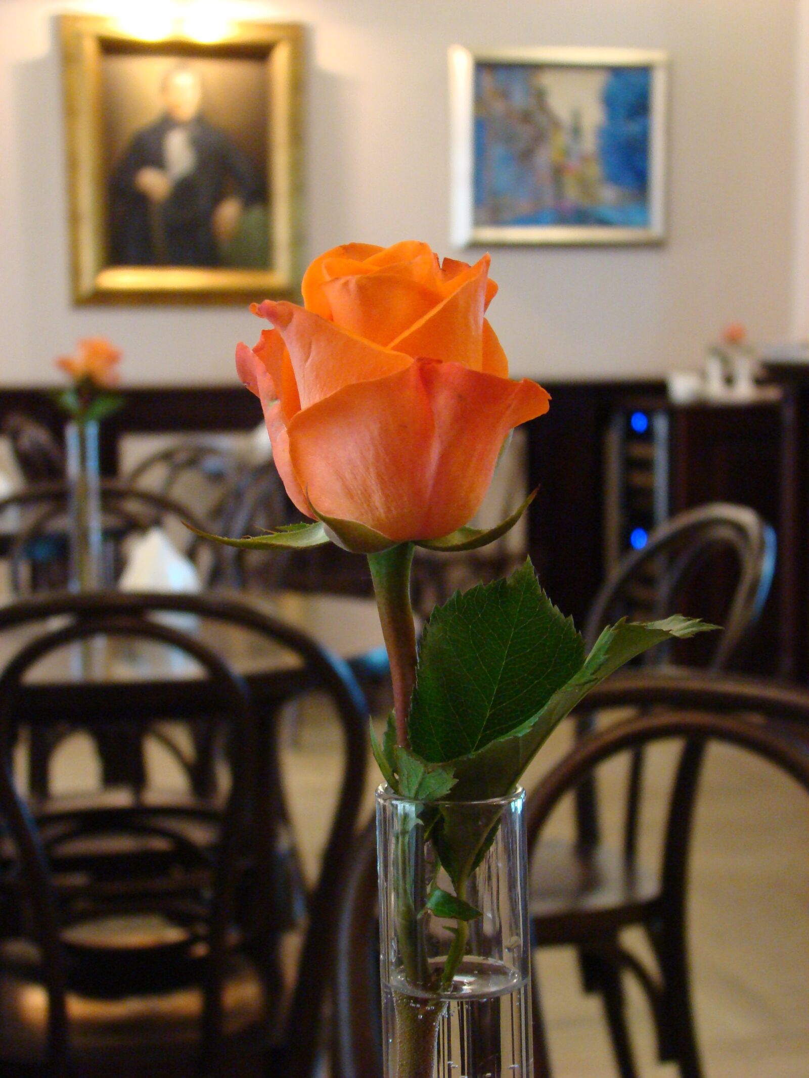 Sony DSC-H9 sample photo. Rose, café, one rose photography