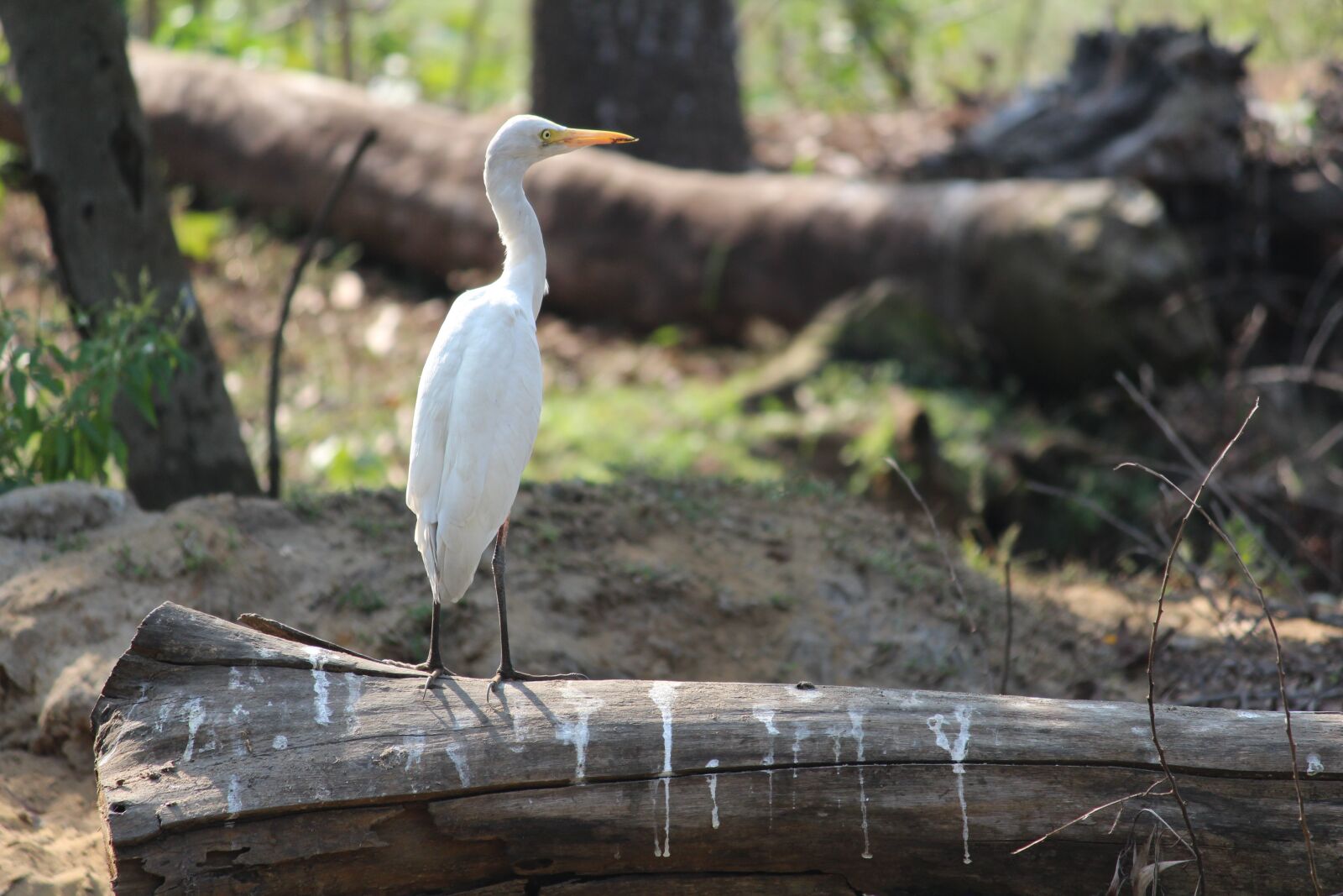 Canon EOS 1200D (EOS Rebel T5 / EOS Kiss X70 / EOS Hi) sample photo. Bird, bark, nature photography