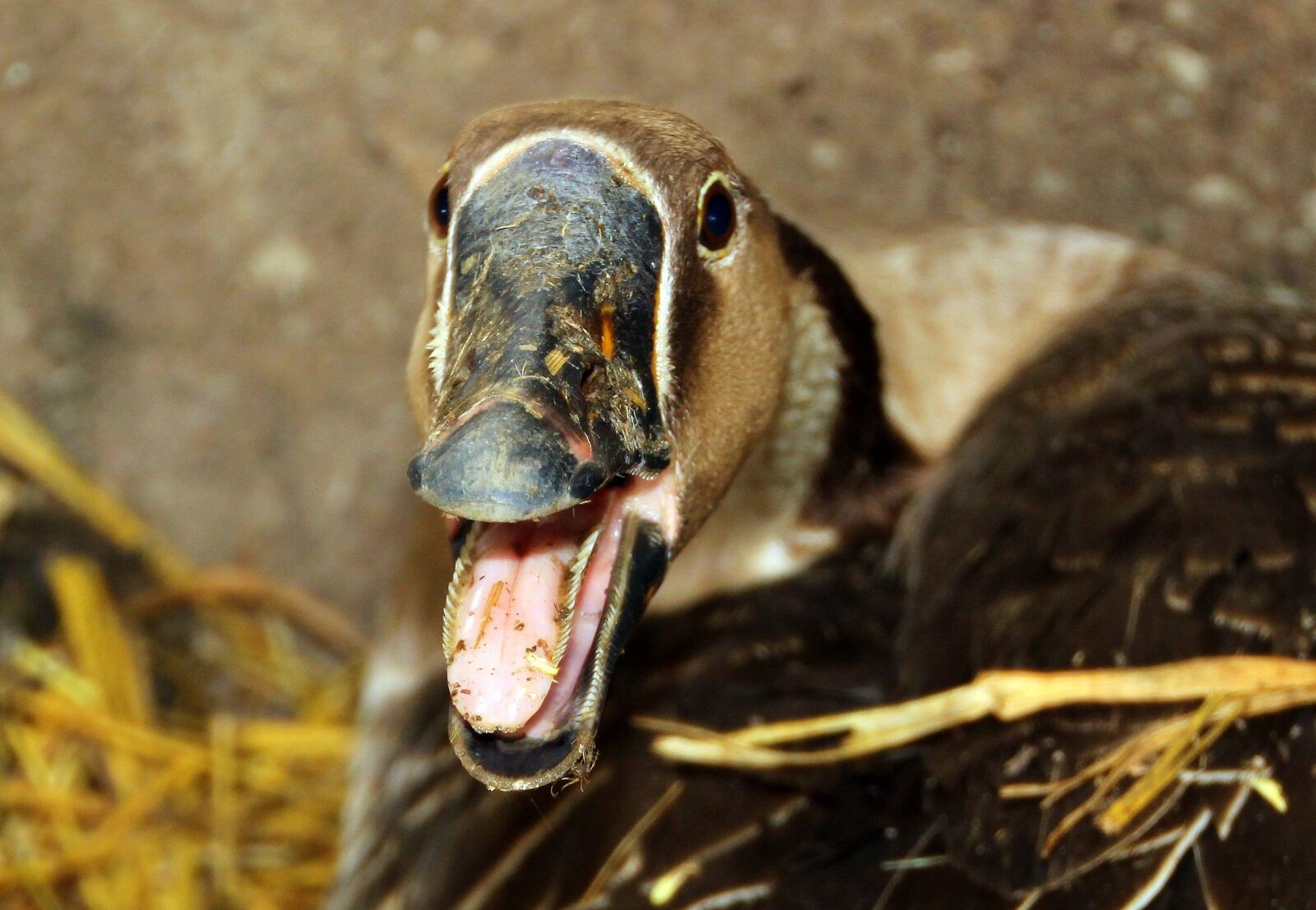 Canon EOS 650D (EOS Rebel T4i / EOS Kiss X6i) sample photo. Goose, h cker goose photography