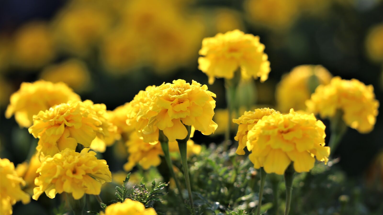 Canon EF 70-300 F4-5.6 IS II USM sample photo. Yellow taggetes, flowers, bloom photography