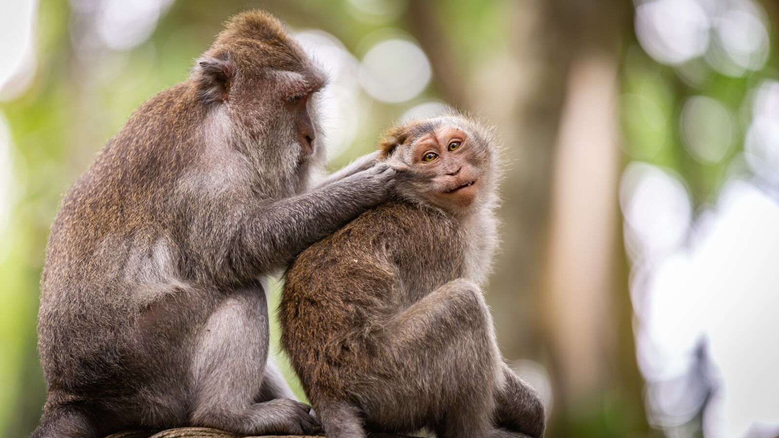 Canon EOS 5D Mark III sample photo. Monkeys, cleaning, indonesia photography