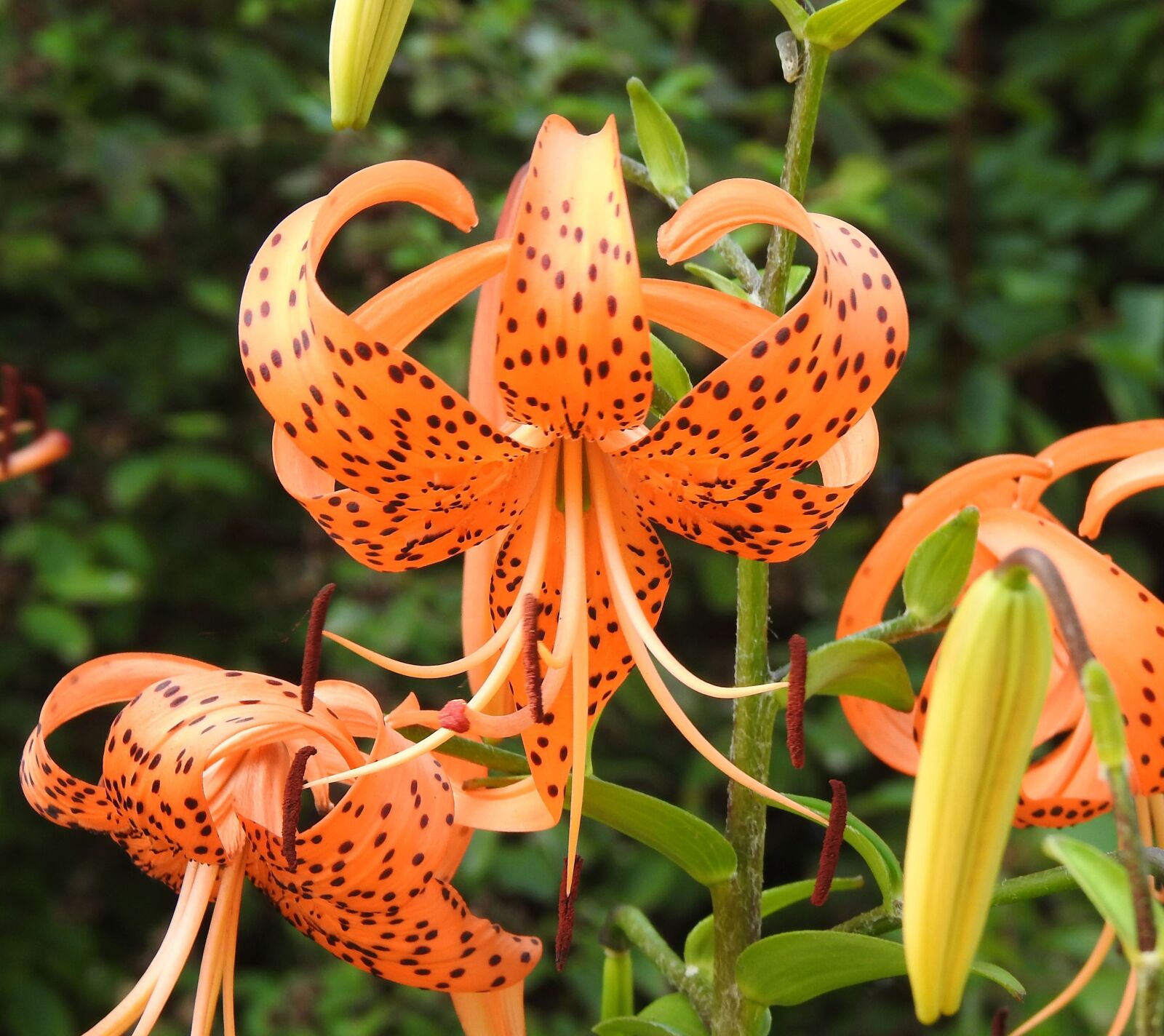 Nikon Coolpix P900 sample photo. Common tiger lily, lilium photography