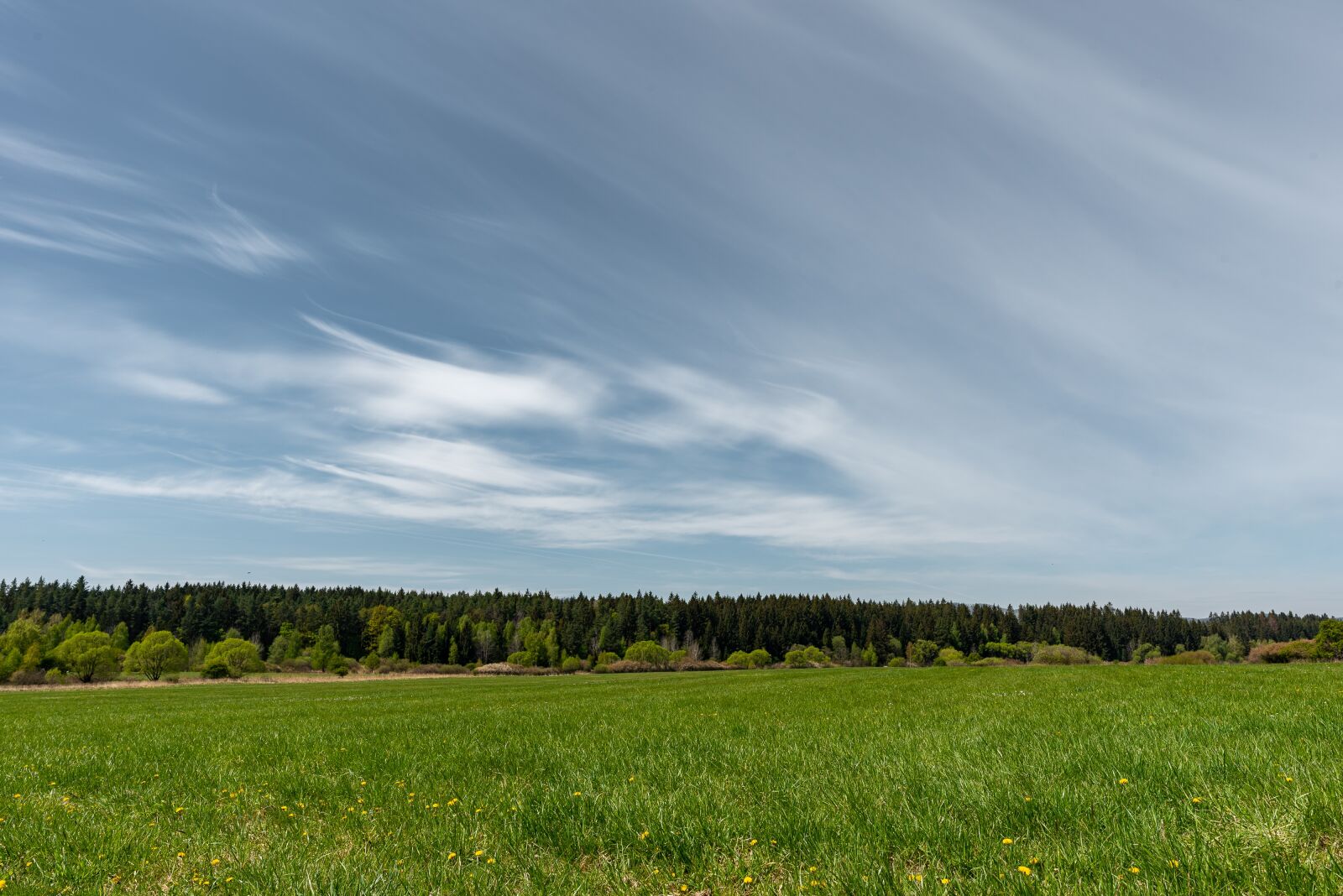Nikon D750 sample photo. Nature, grass, green photography