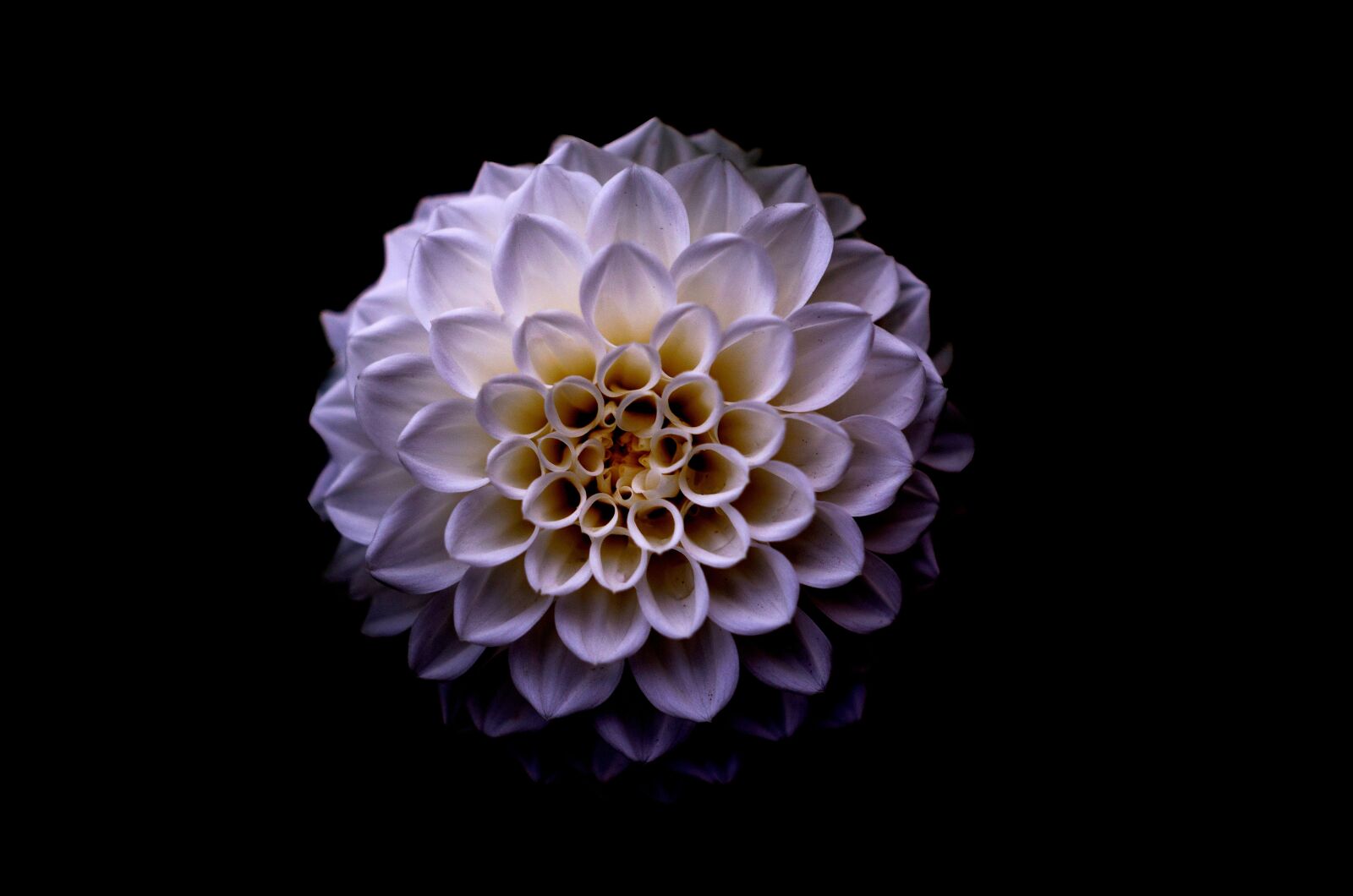 Nikon D5100 sample photo. Dahlia, floral, flower photography