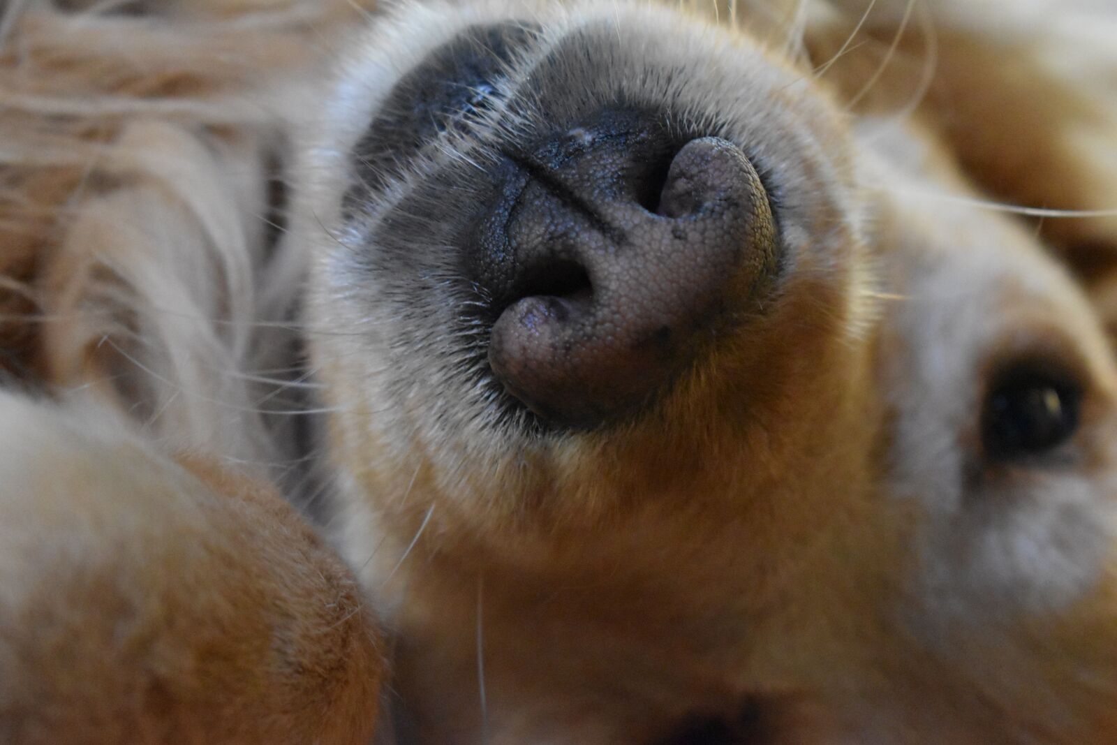 Nikon D3500 sample photo. Dog, cute, puppy photography