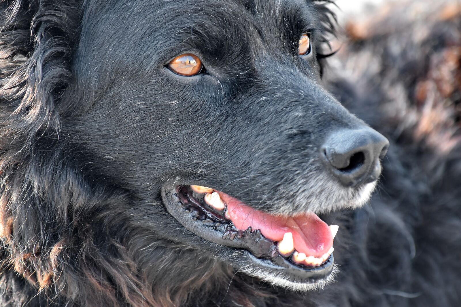 Nikon D5500 sample photo. Black, curious, dog, shepherd photography