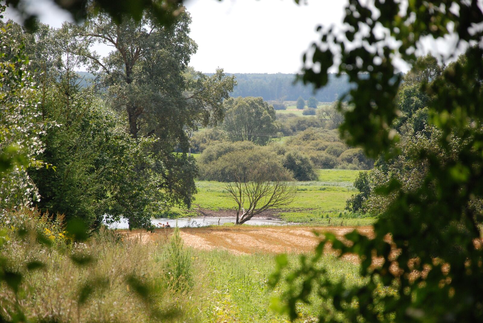 Nikon D80 sample photo. Podlaski, breakthrough, bug photography