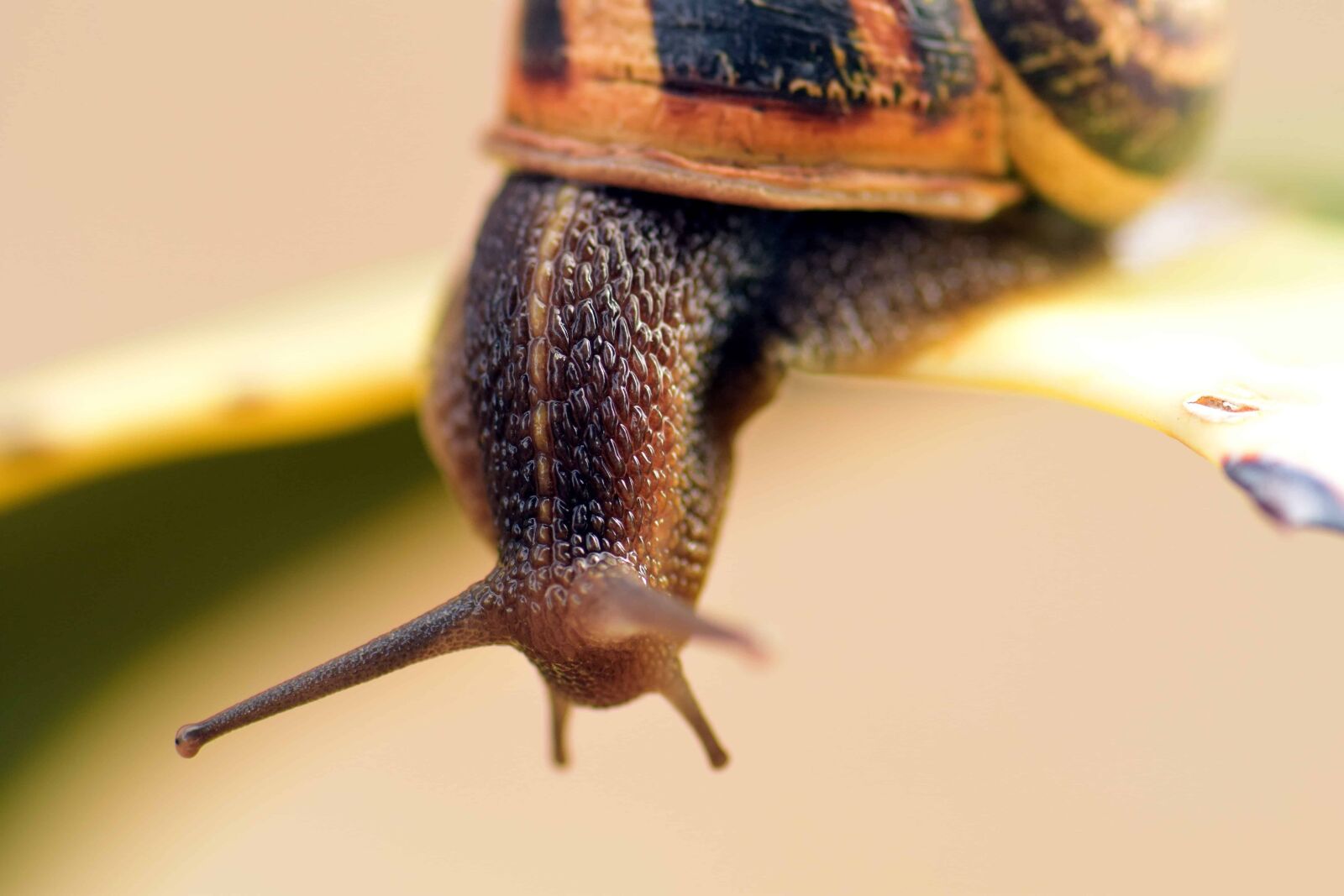 Nikon D3300 sample photo. Snail, invertebrate, animal, nature photography