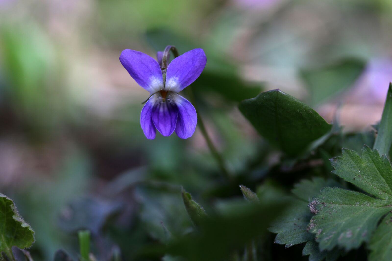 Canon EF-S 60mm F2.8 Macro USM sample photo. Micsunea, flower, blue photography