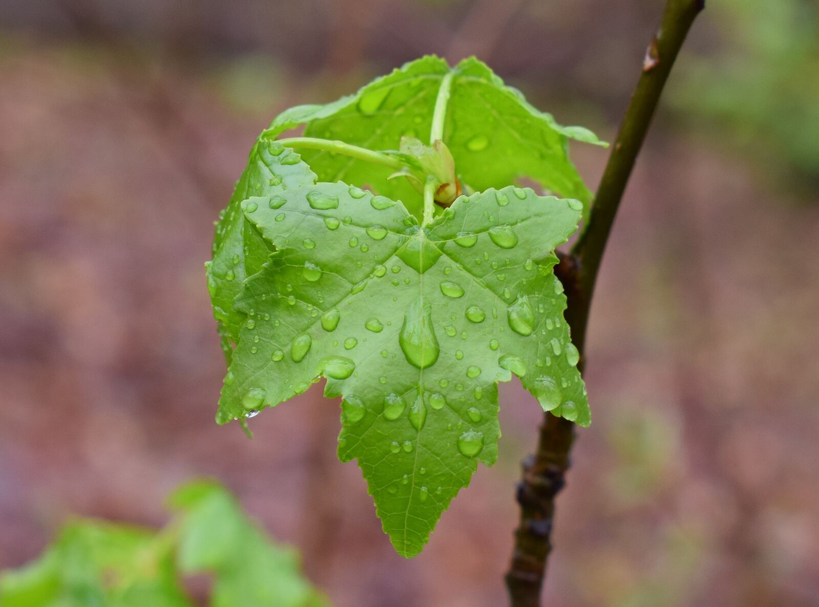 Nikon D3300 sample photo. New sweetgum leaves, sweetgum photography