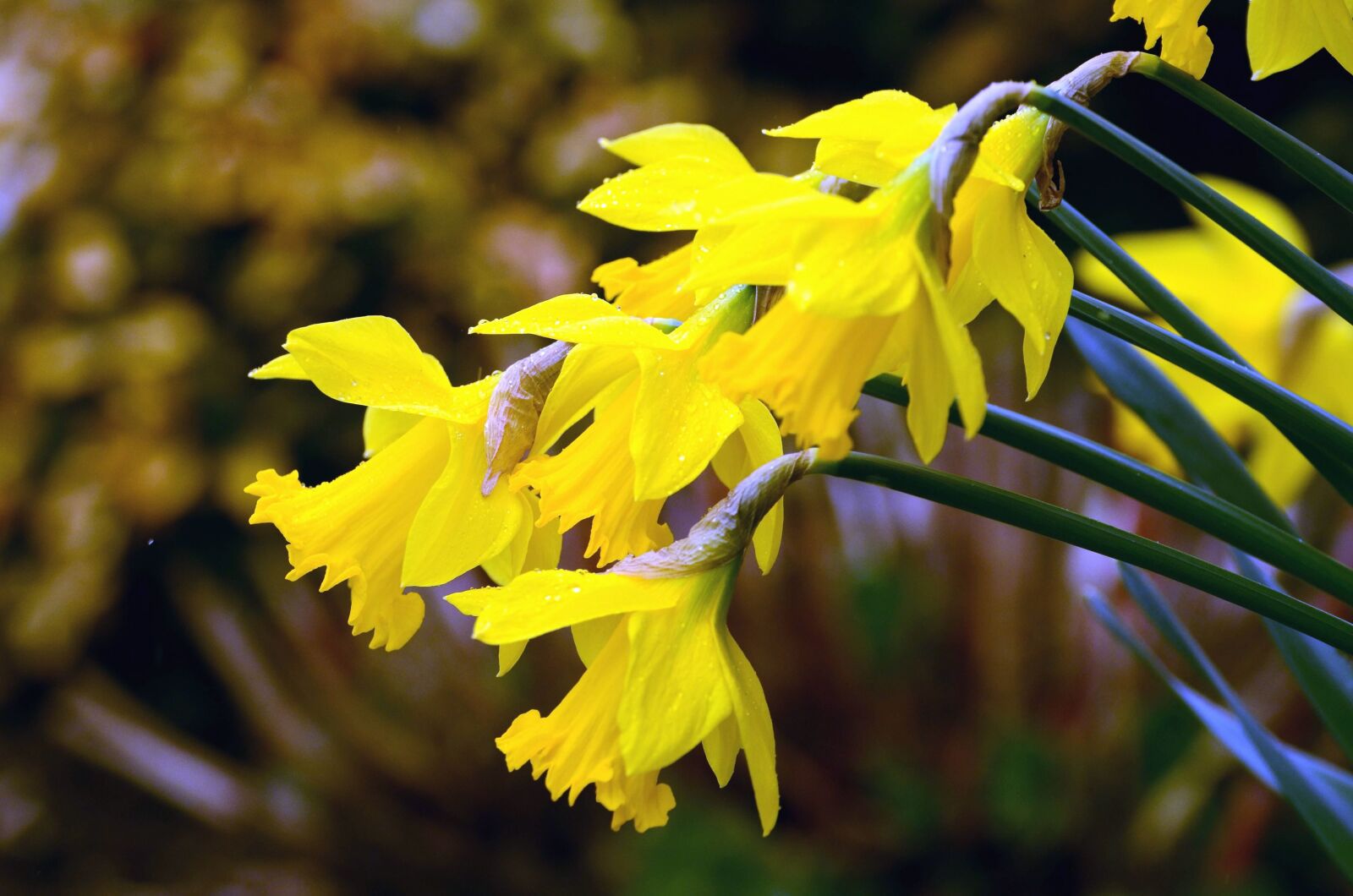 Nikon D5100 sample photo. Daffodil, haulm, yellow flower photography