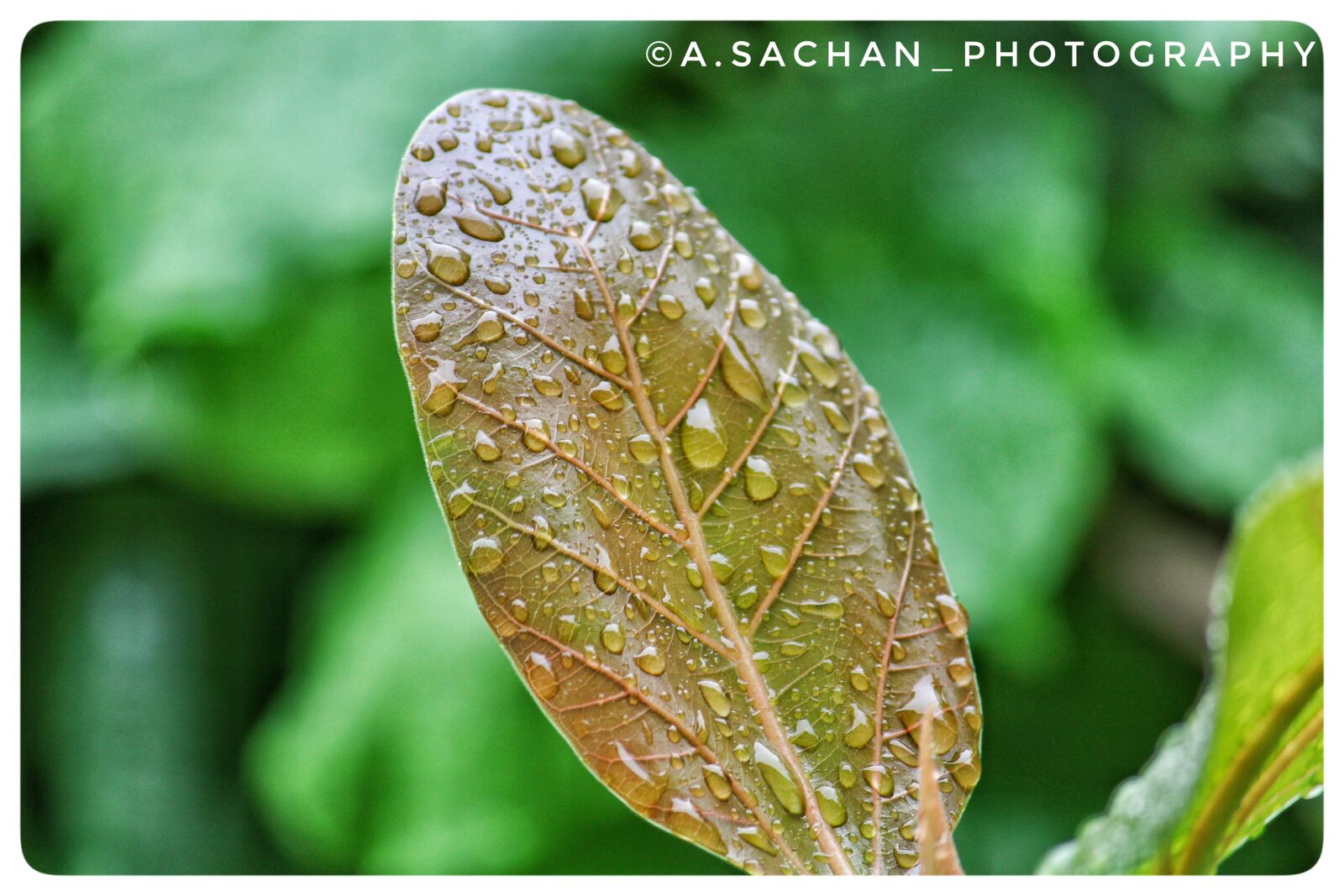 Canon EOS 2000D (EOS Rebel T7 / EOS Kiss X90 / EOS 1500D) + Canon EF-S 55-250mm F4-5.6 IS II sample photo. Leaf, rain, rain drop photography