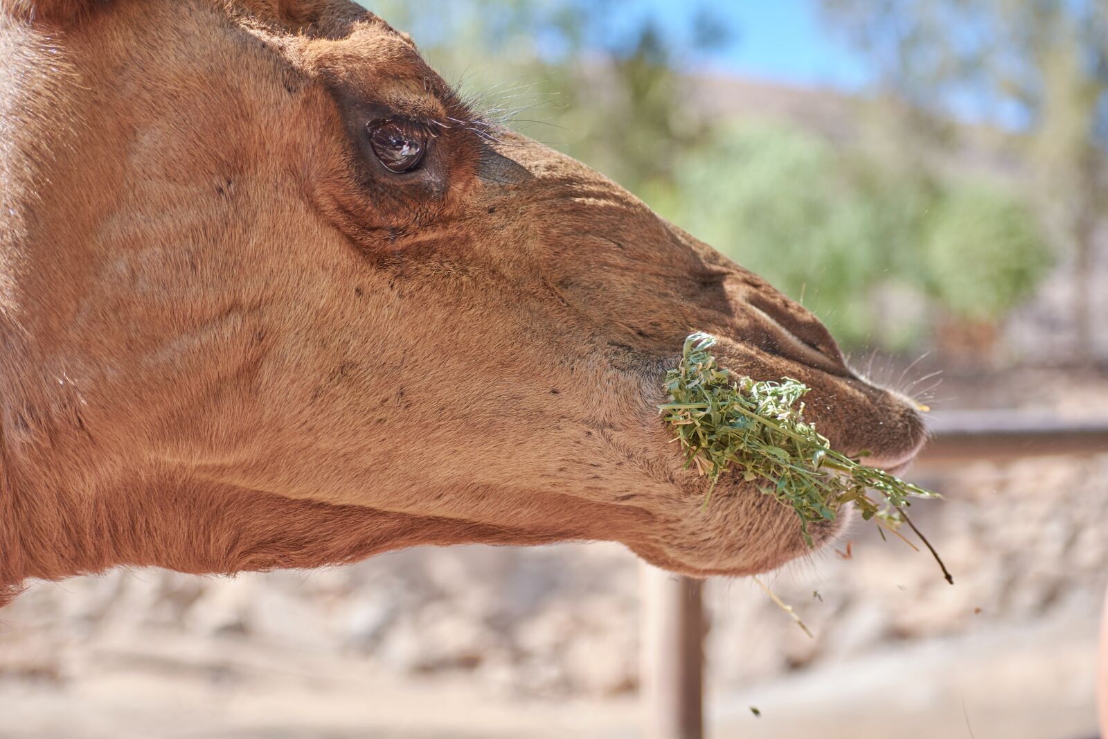 Nikon D7200 sample photo. Camel, eat, straw photography