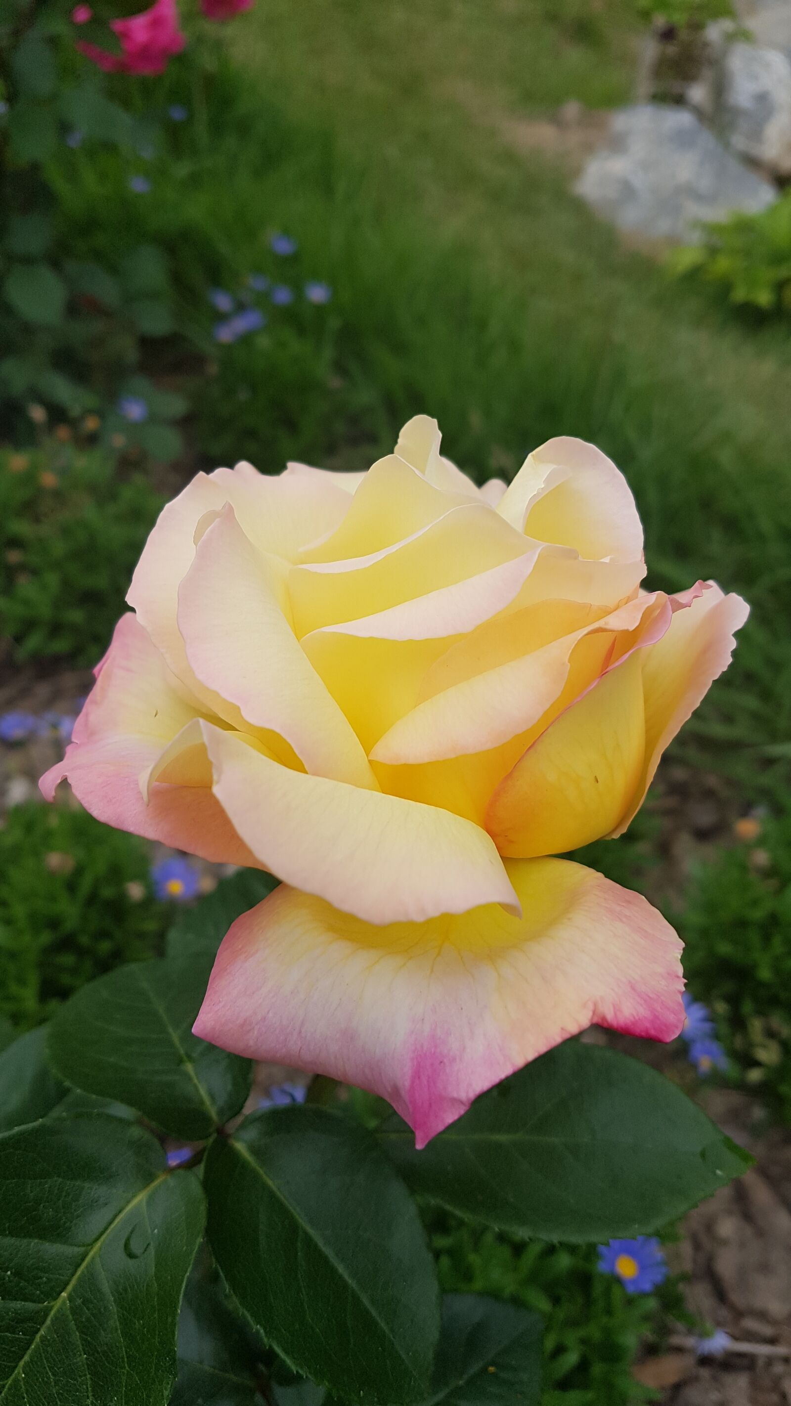 Samsung Galaxy S7 sample photo. Light yellow rose, rose photography
