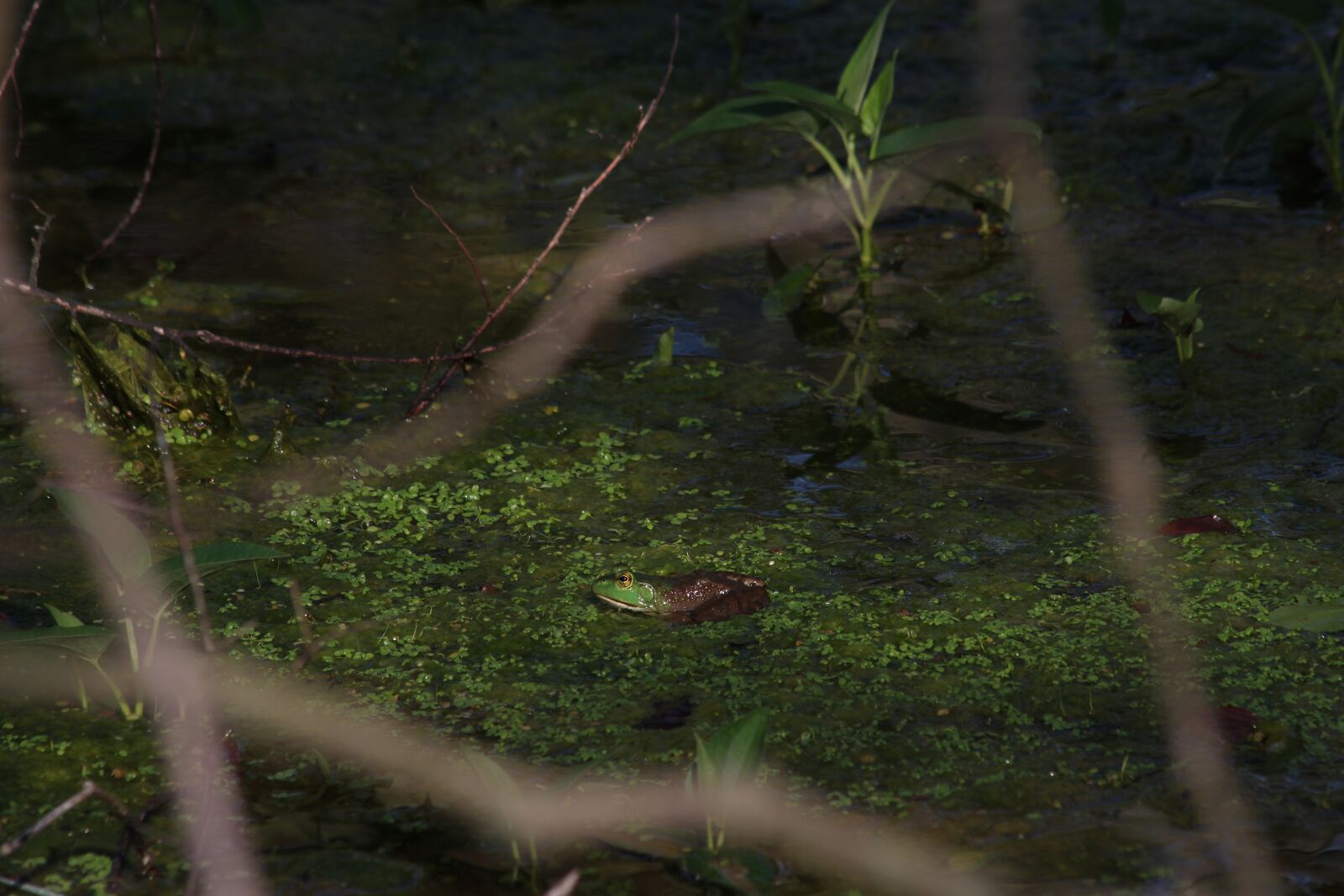 Canon EF 70-300mm F4-5.6 IS USM sample photo. Frog, swamp, bullfrog photography