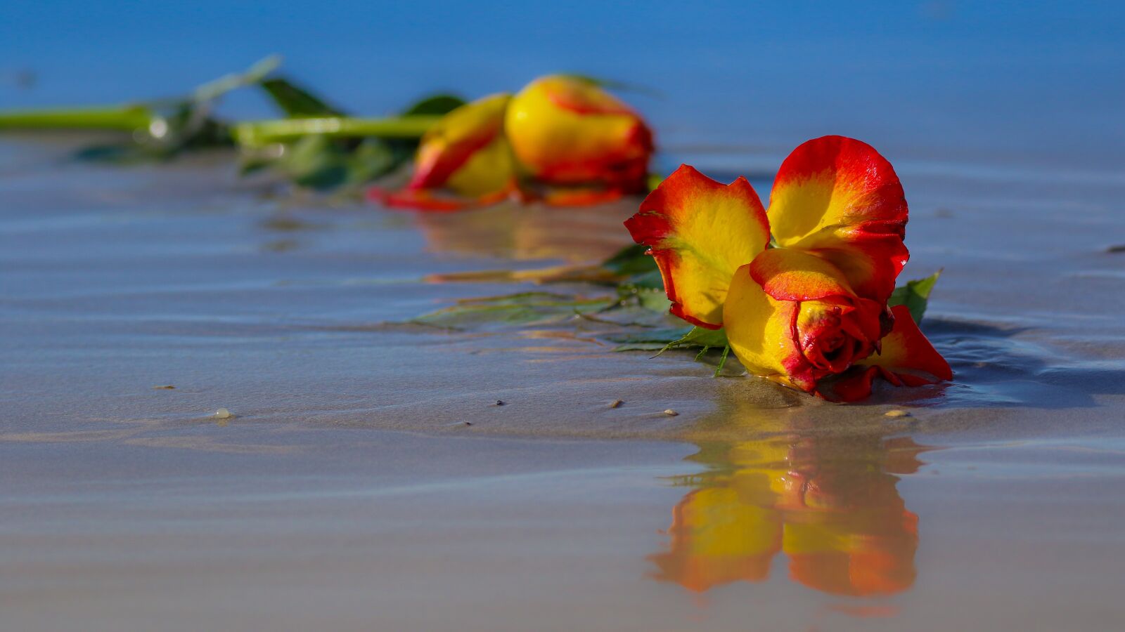 Canon EOS 7D Mark II sample photo. Rose, flower, wilted photography