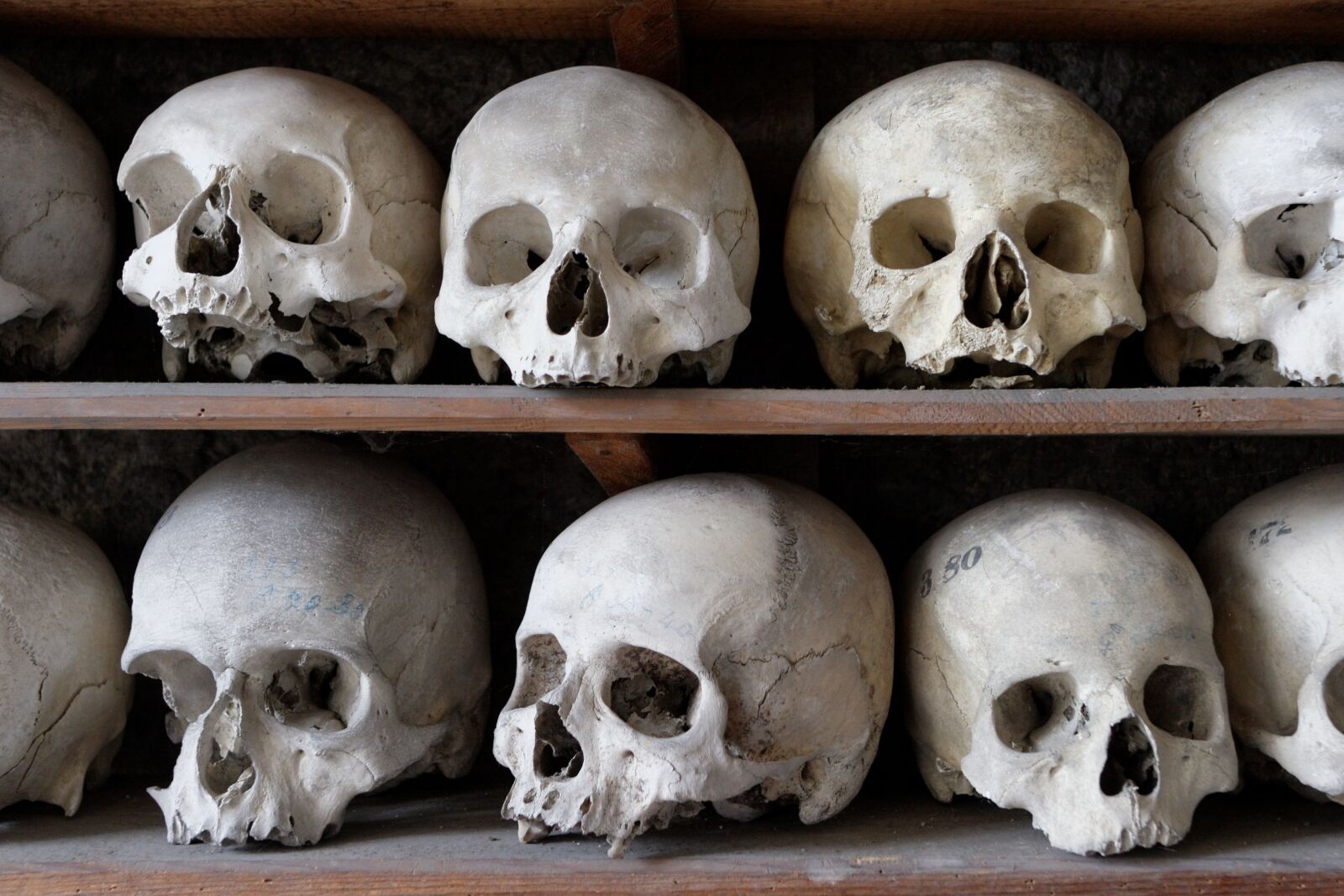 Canon EOS 20D sample photo. Skull, frame, bone photography