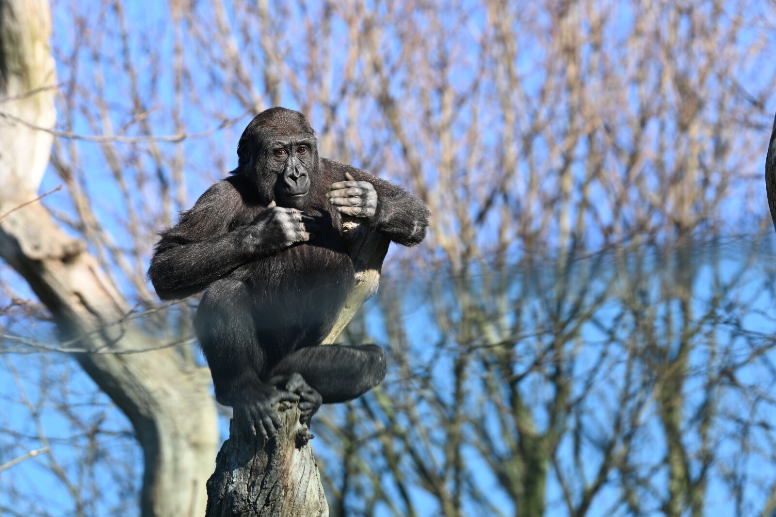 Nikon Z7 sample photo. Chimpanzee, zoo, monkey photography