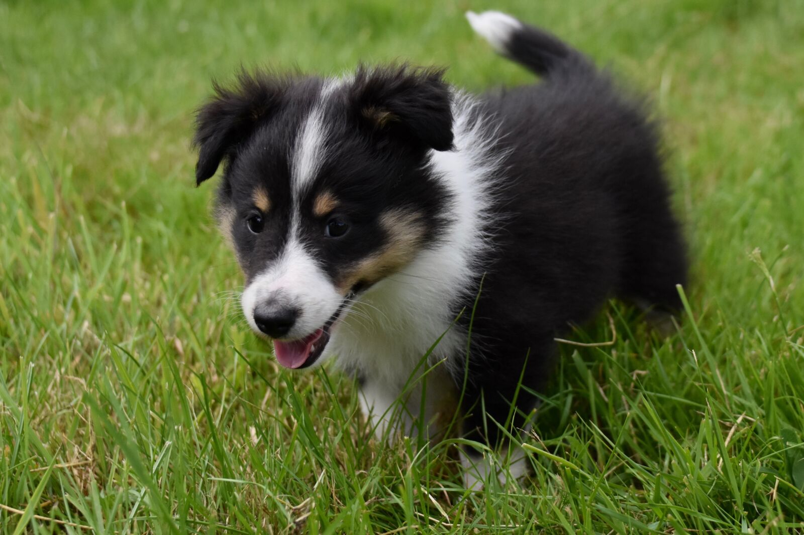 Nikon D5600 sample photo. Puppy, pup, dog shetland photography