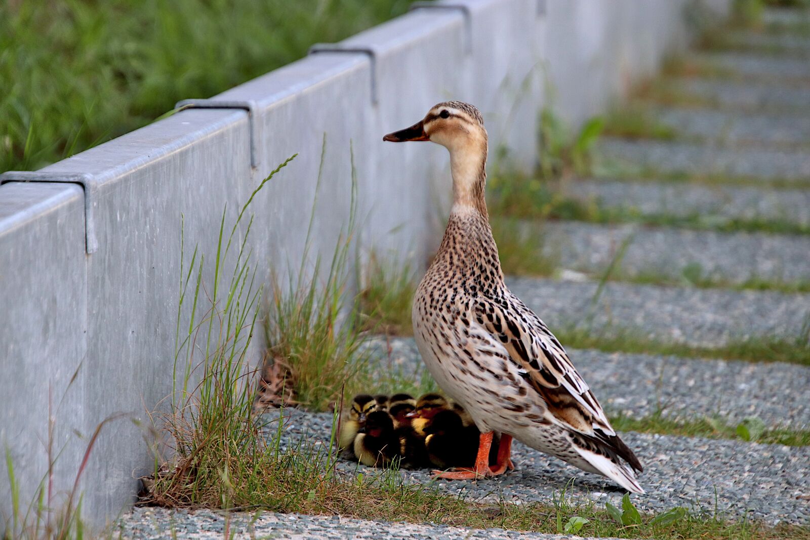 Canon EOS 800D (EOS Rebel T7i / EOS Kiss X9i) sample photo. Ducks, duck, ducklings photography