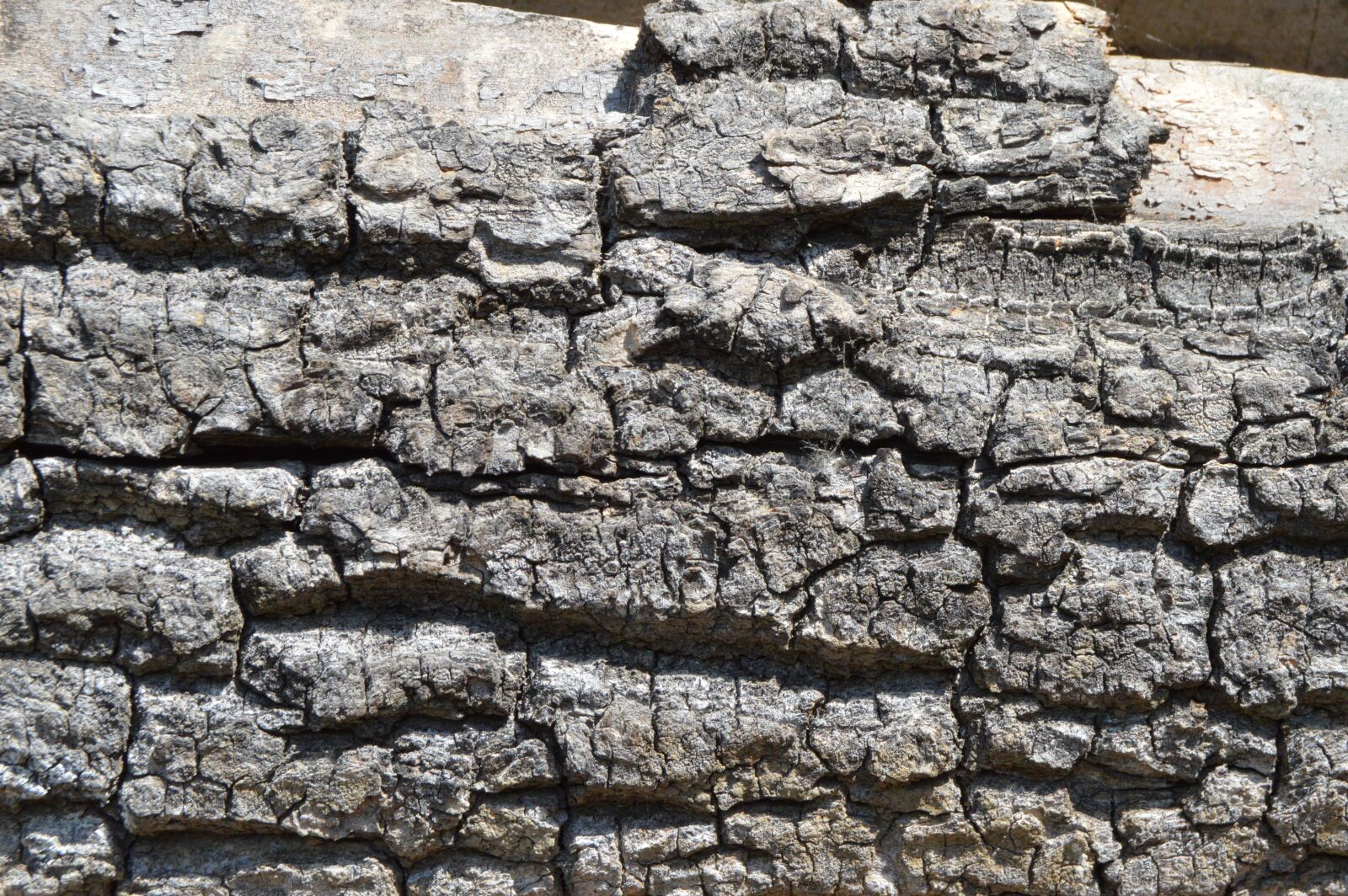 Nikon D3200 sample photo. Bark, tree, nature photography