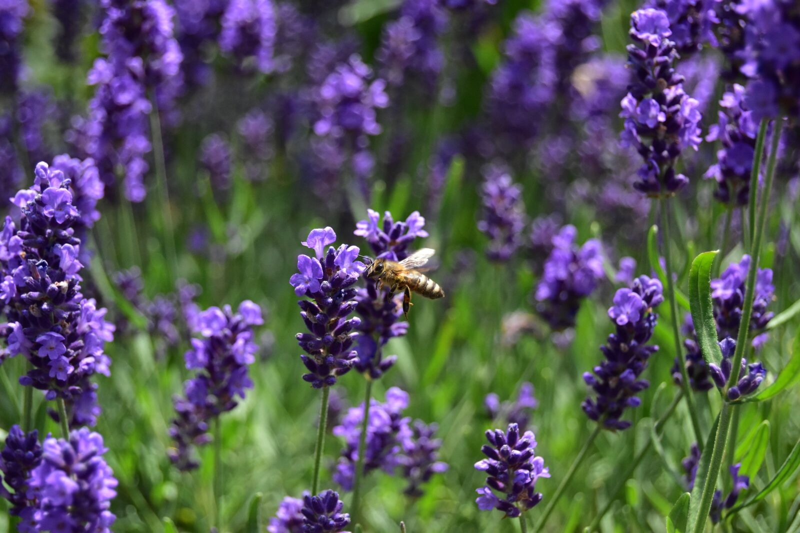 Nikon D5600 sample photo. Bee, lavender, nectar photography