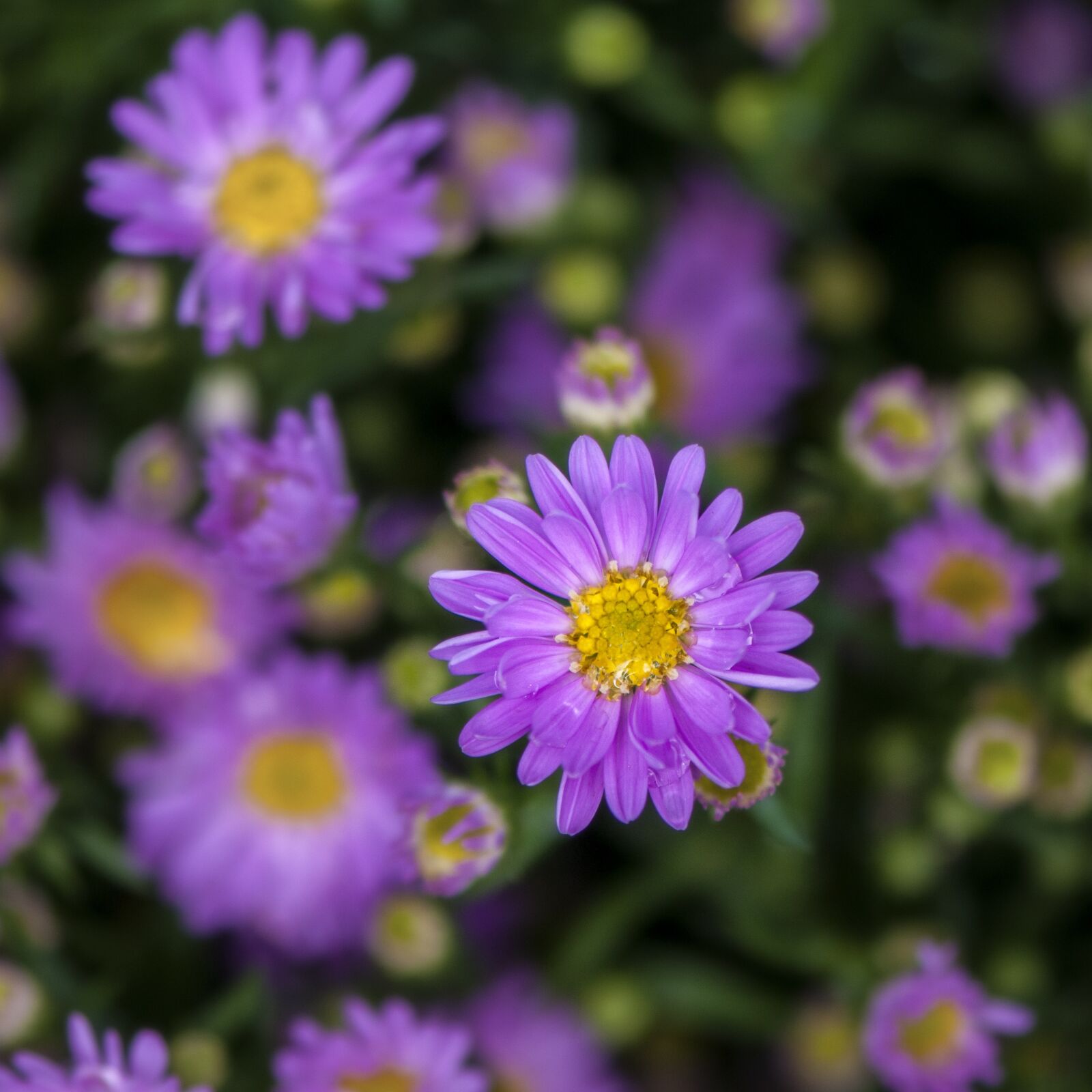 Nikon D300 sample photo. Purple flowers, purple, flower photography