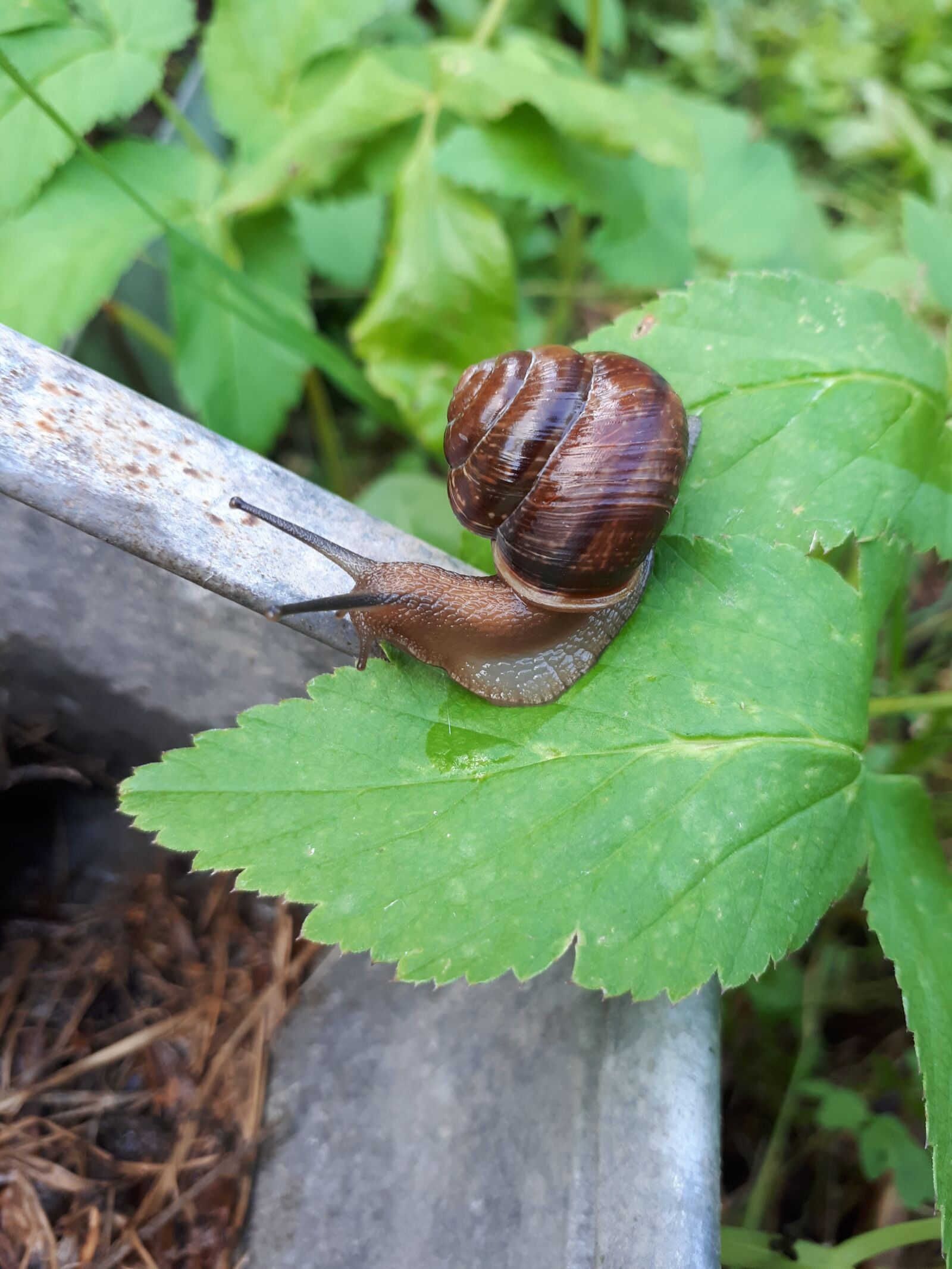 Samsung Galaxy A5(2017) sample photo. Snail, macro, nature photography