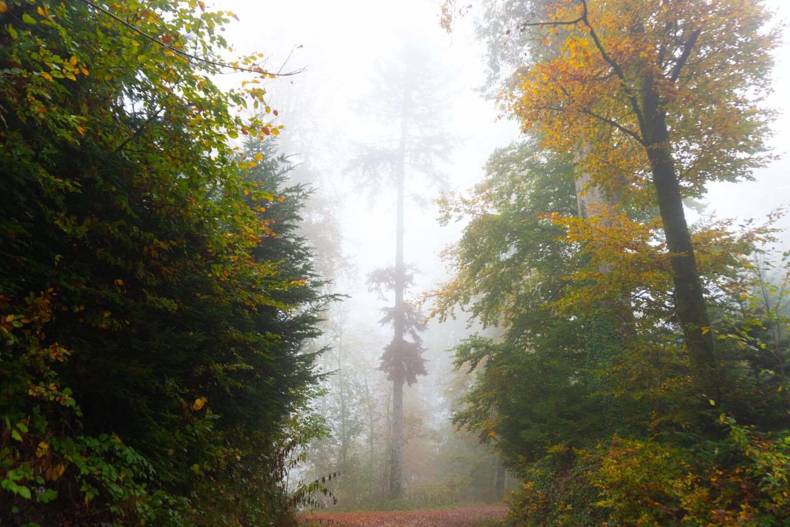Sony a6500 sample photo. Trees, fog, autumn photography