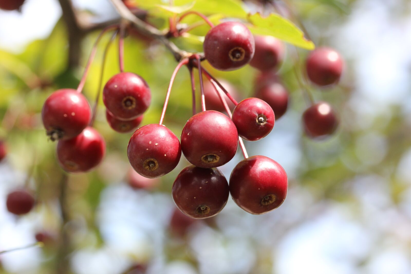 Canon EF-S 60mm F2.8 Macro USM sample photo. Berries, tree, crab apple photography