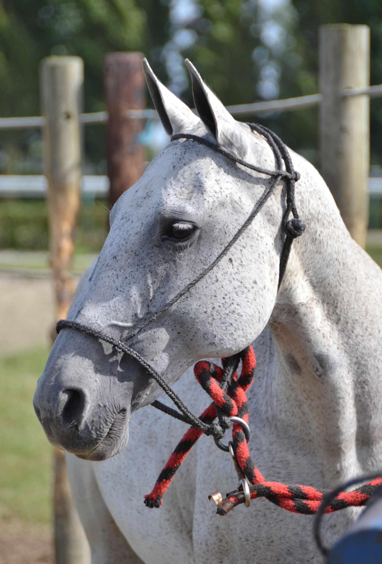 Nikon D3100 sample photo. Horse, sport, horseback riding photography
