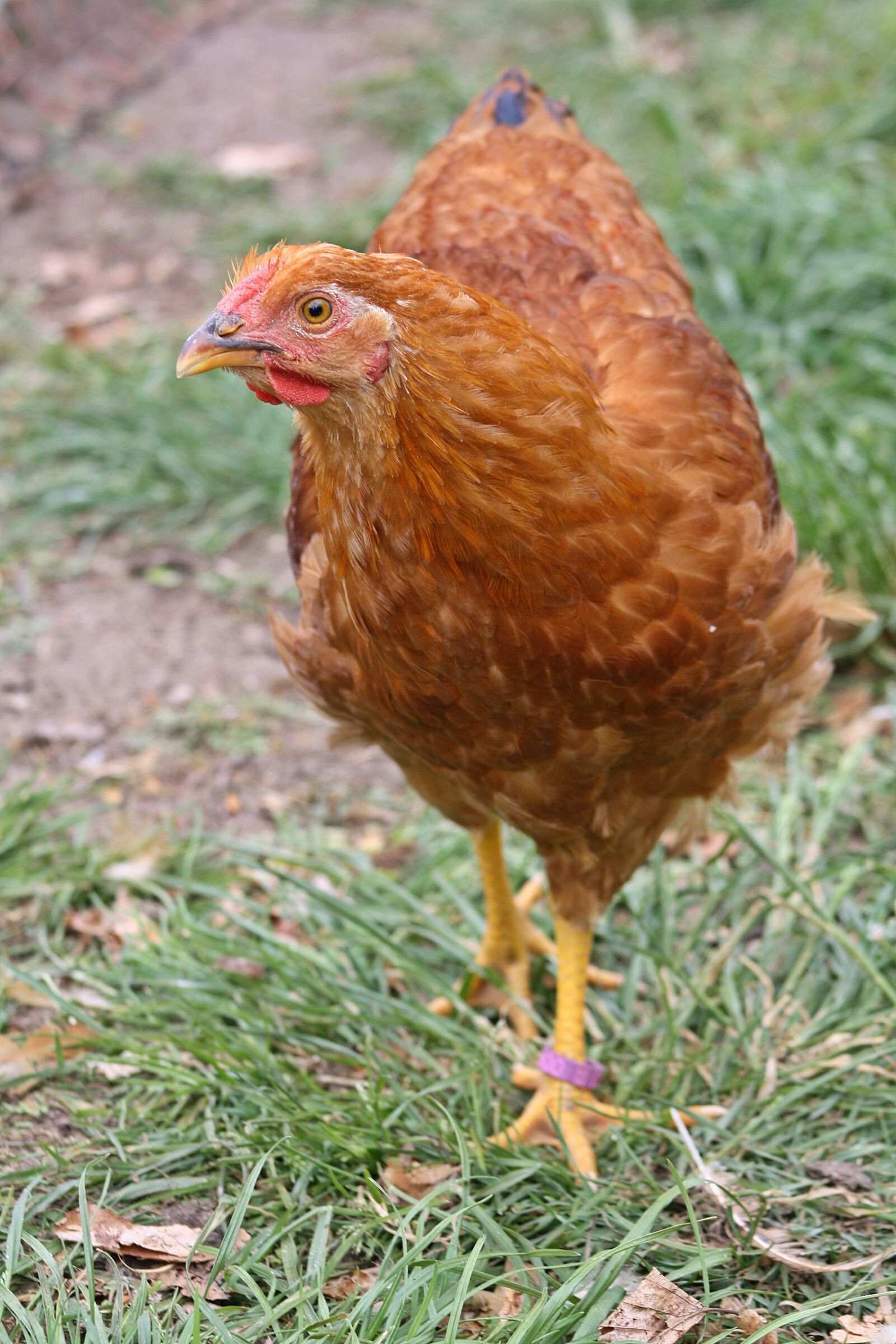 Canon EOS 1000D (EOS Digital Rebel XS / EOS Kiss F) sample photo. Hahn, young, chicken photography
