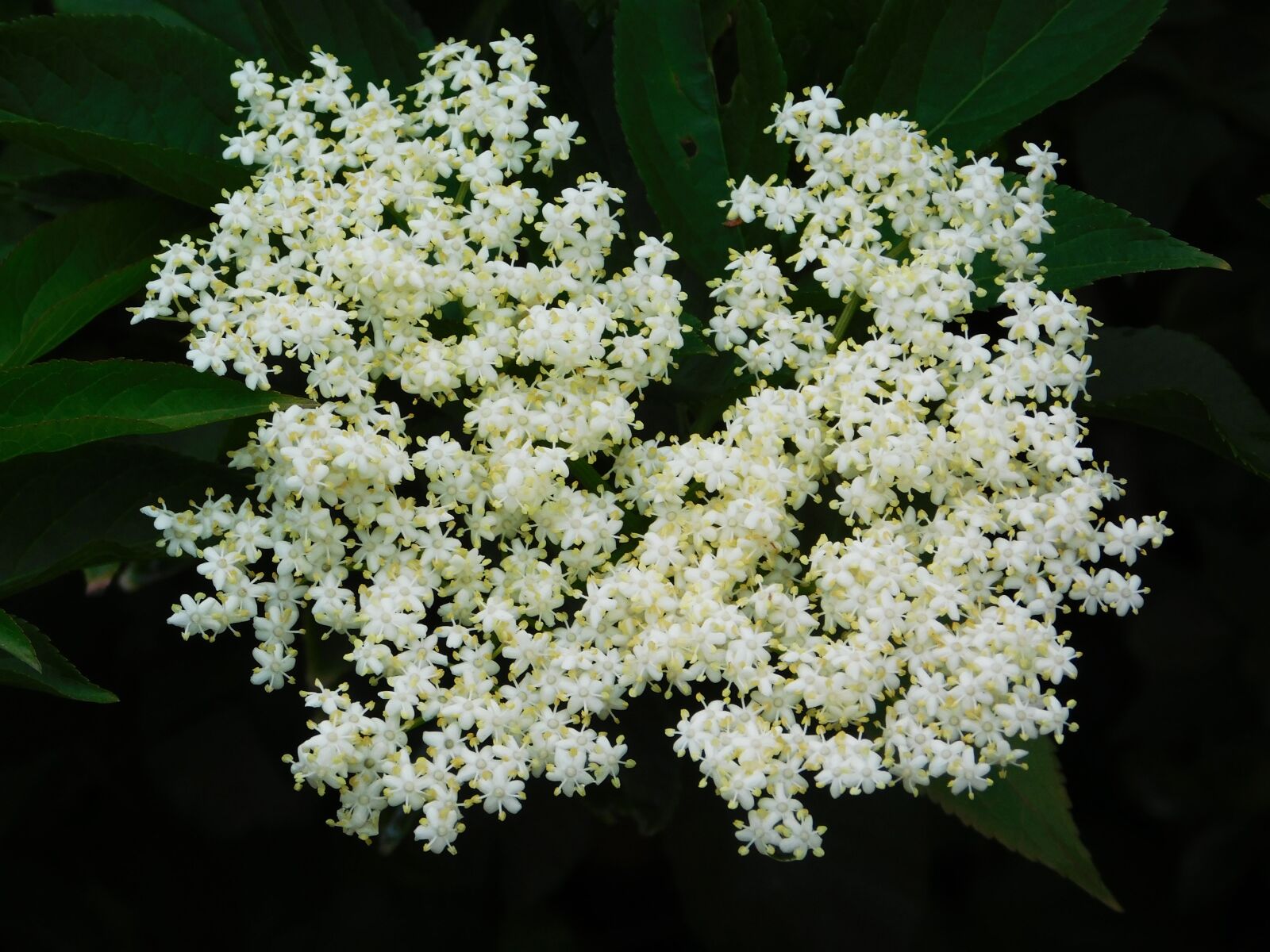 Nikon Coolpix L840 sample photo. White, flower, white flower photography
