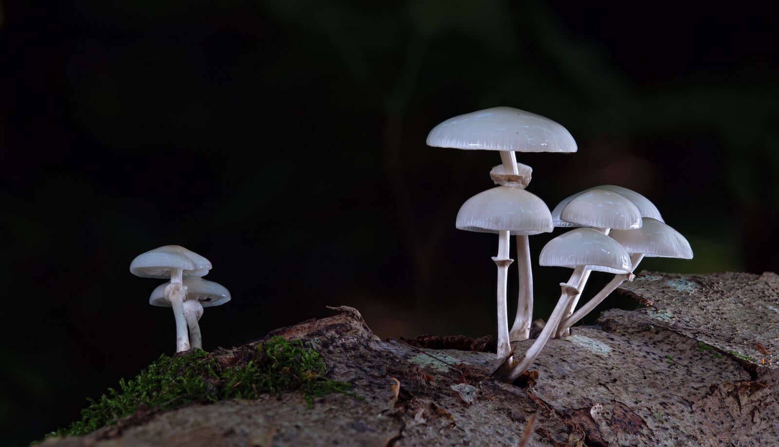 Panasonic Lumix DC-G9 sample photo. Mushrooms, book mucus oyster photography