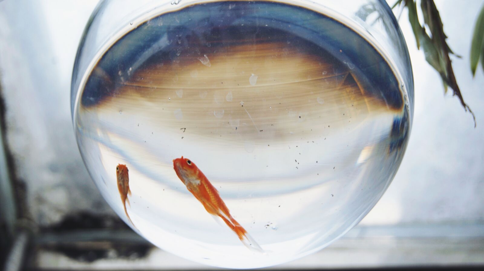 Sony Alpha DSLR-A290 sample photo. Goldfish, fish, winter photography