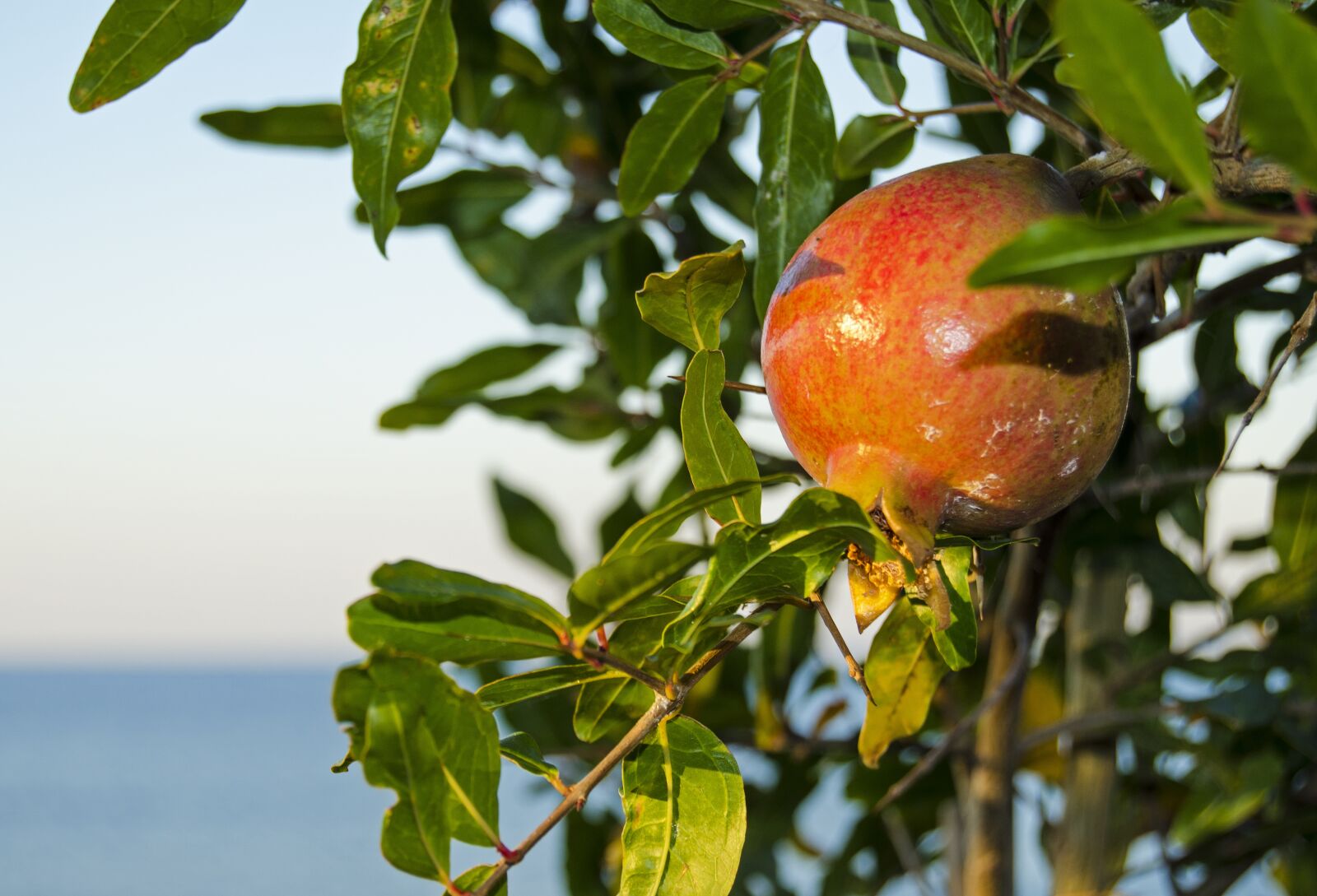 Nikon D5100 sample photo. Pomegranate, seaside, mediterranean photography